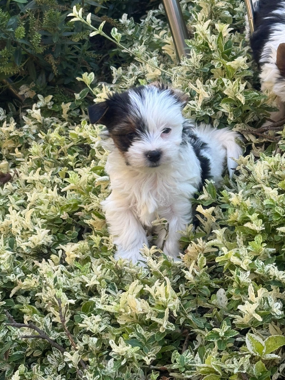Bieweryork pups, Dieren en Toebehoren, Parvo, België, Overige rassen, 8 tot 15 weken