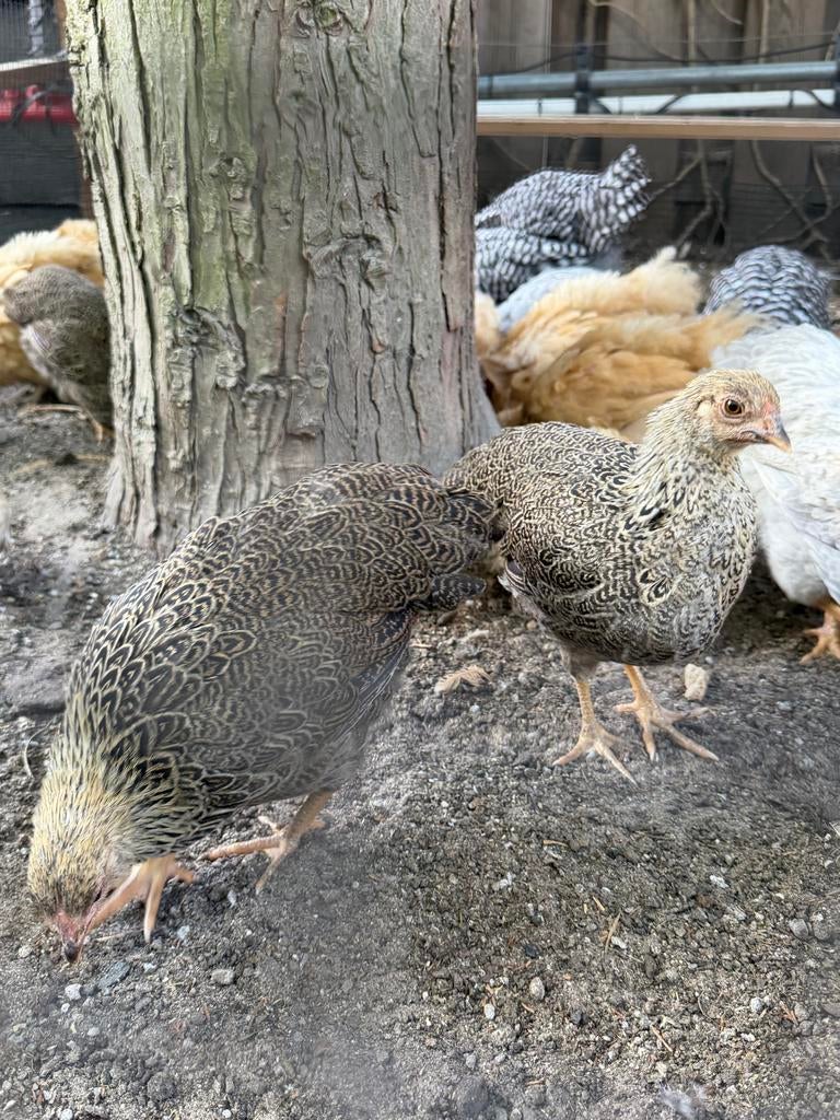 Wyandotte meerzomig patrijs kriel hennen, Dieren en Toebehoren, Pluimvee, Vrouwelijk, Kip