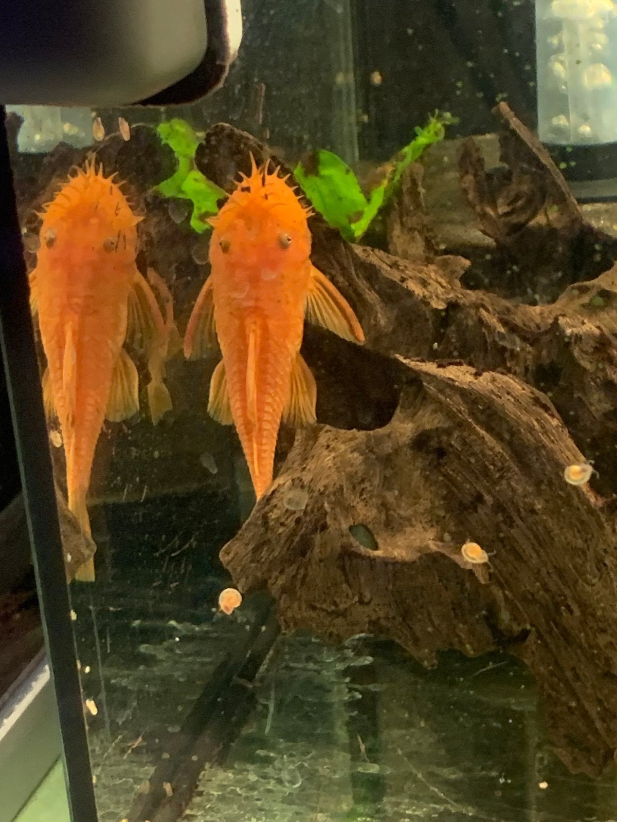 Volwassen Ancistrus Red mannen, Dieren en Toebehoren, Vis