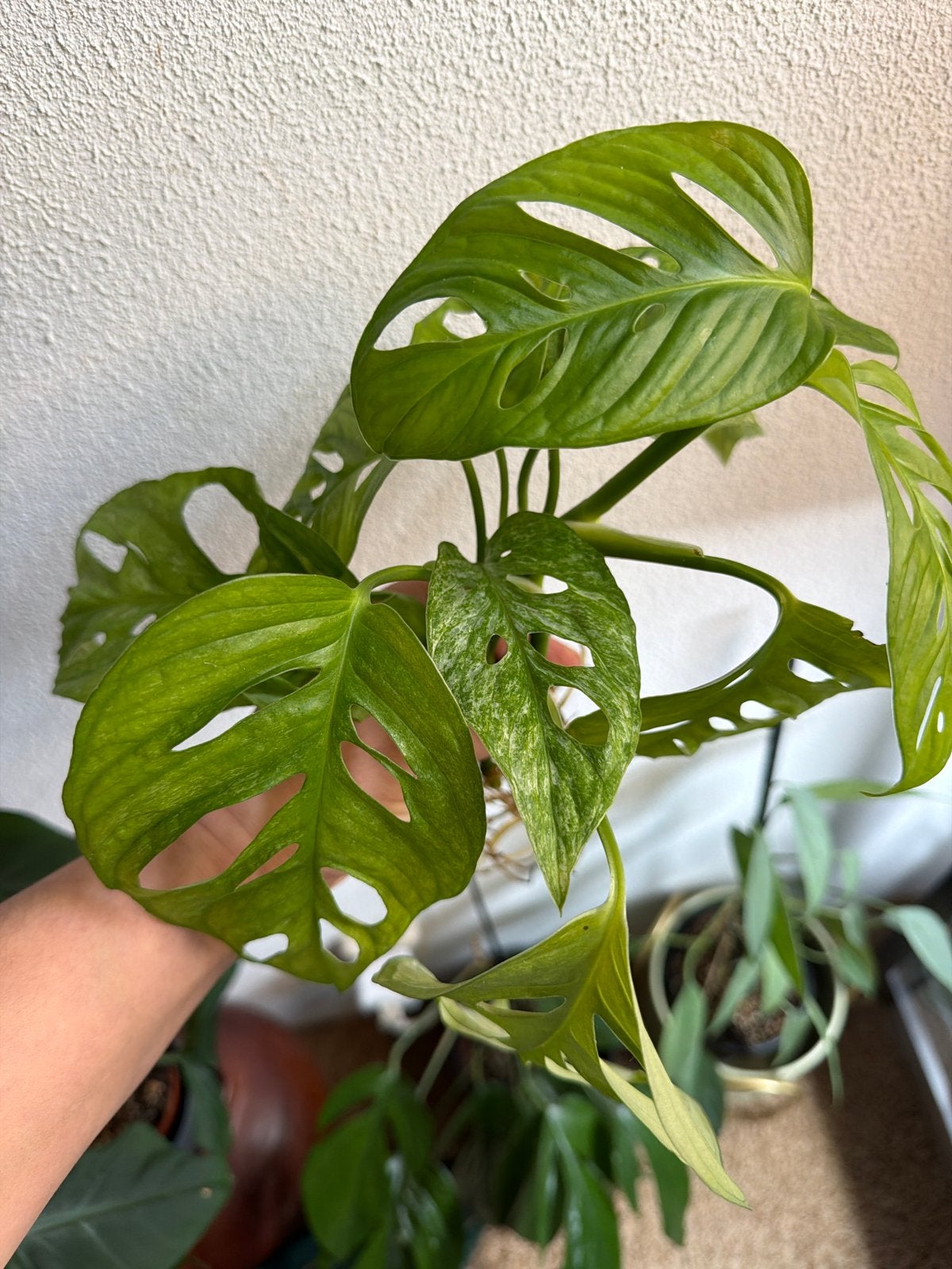 Monstera Adansonii European Mint - 3 gewortelde stekken, Ophalen of Verzenden