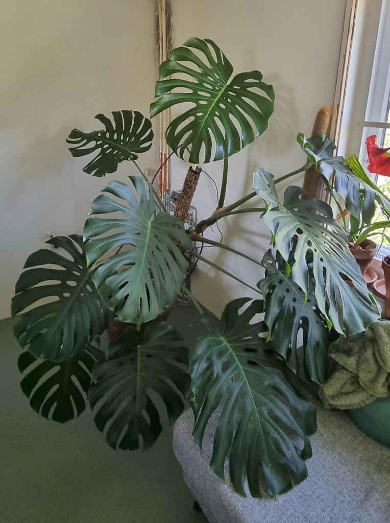 monstera deliciosa, Ophalen, Overige soorten, Halfschaduw, In pot