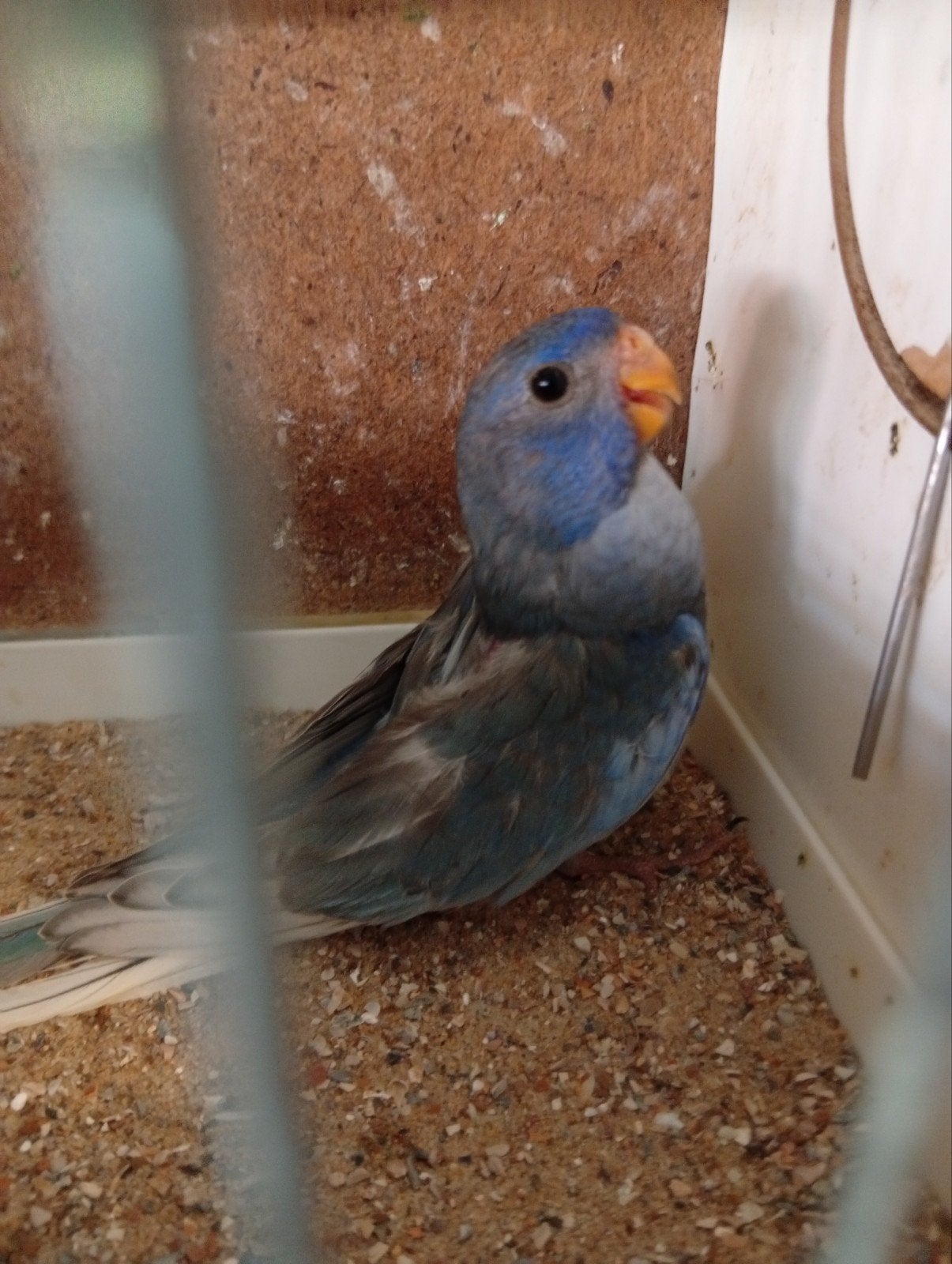 Blauw ef violet gezoomd split man, Dieren en Toebehoren, Vogels | Parkieten en Papegaaien, Mannelijk, Parkiet, Geringd