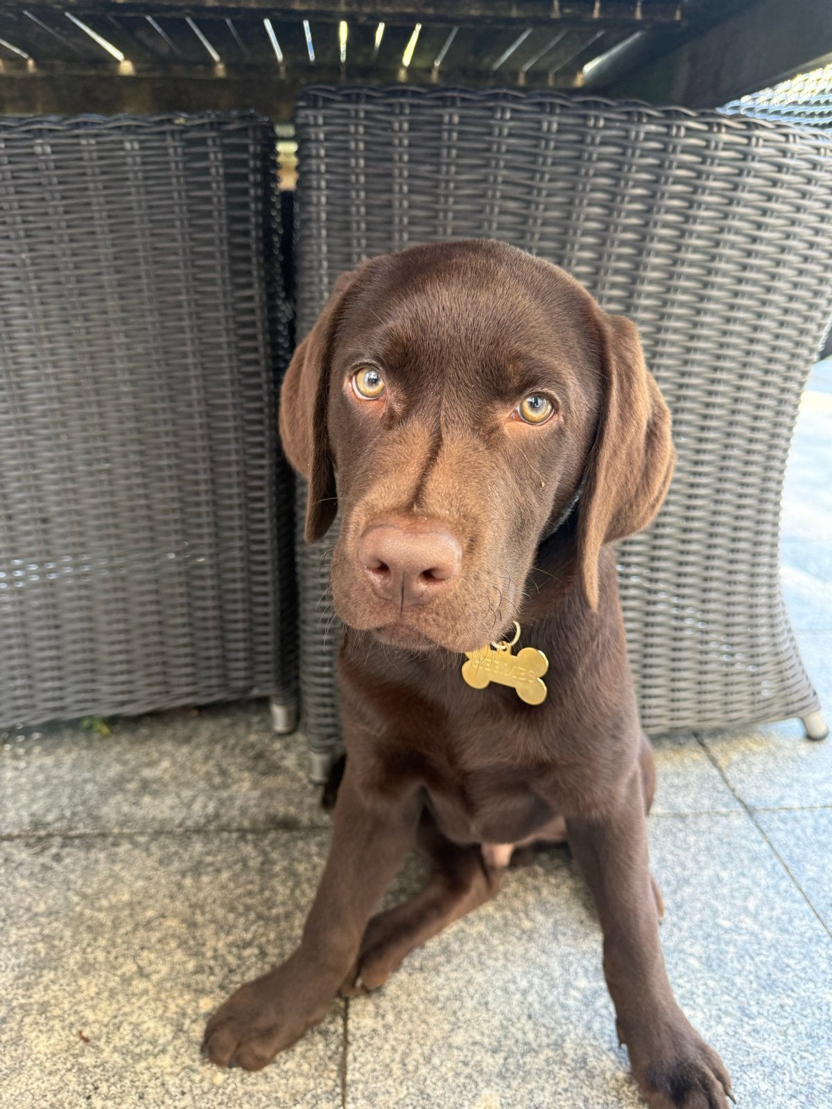 Lieve Labrador Pup retrievers  chocolate kleur, Reu, 8 tot 15 weken, Labrador retriever, Parvo