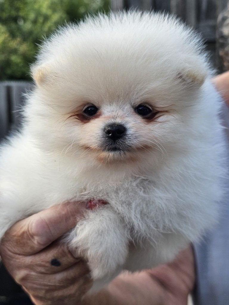 pomeranian puppy's te koop, Dieren en Toebehoren, Parvo, Overige rassen, 8 tot 15 weken, Meerdere