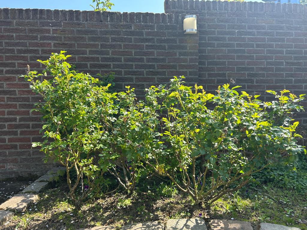 Rozenstruikjes, Tuin en Terras, Planten | Tuinplanten, Ophalen, Vaste plant, Overige soorten, Volle zon