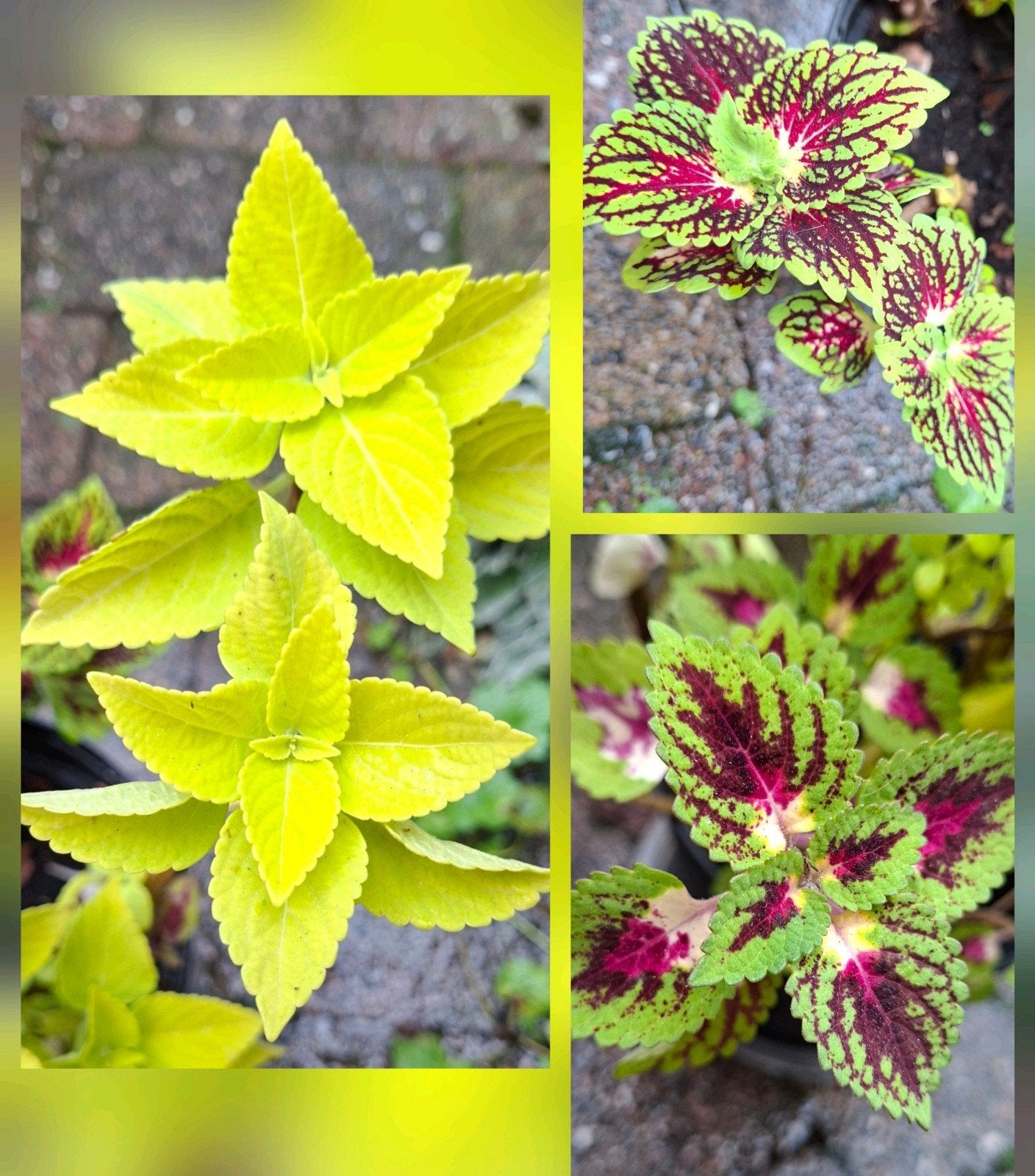 Siernetel stekken - 2 voor €1 Coleus diverse soorten, Ophalen of Verzenden, Volle zon, Minder dan 100 cm