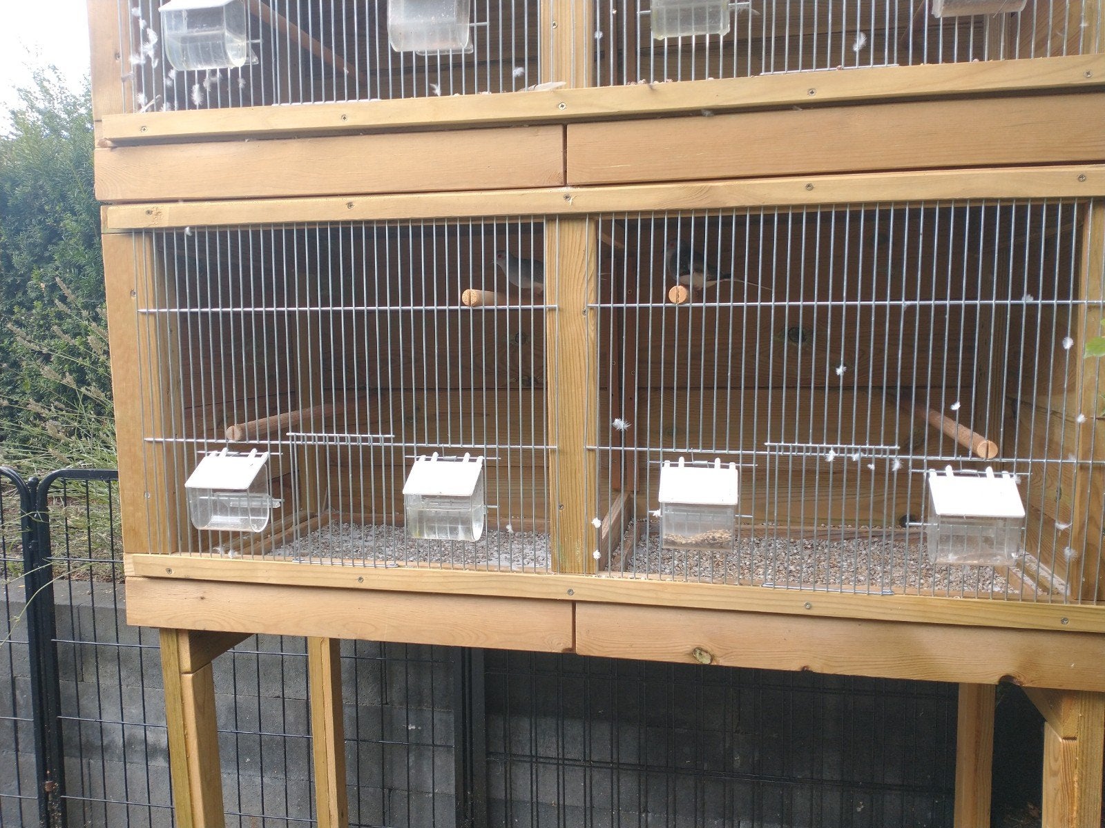 diamantduiven witstuit te koop, Meerdere dieren