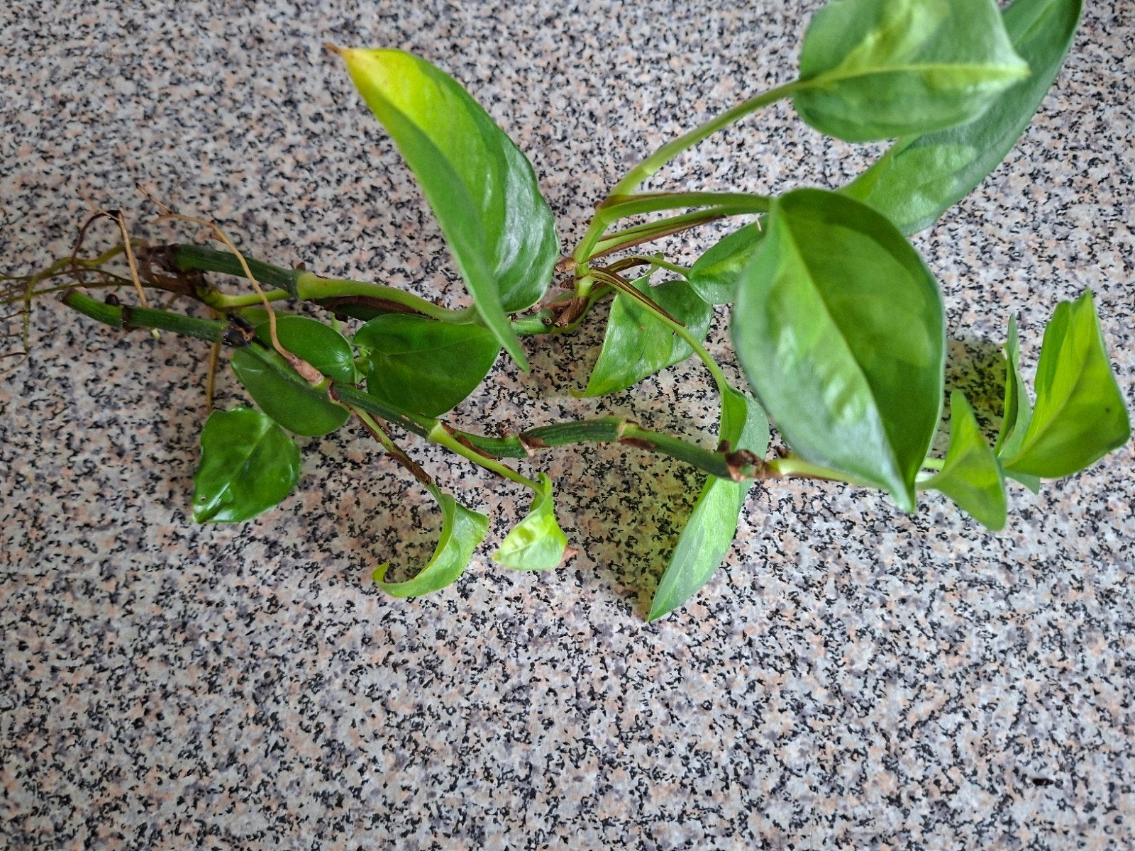 Epipremnum Pinnatum "Global Green" stek, Ophalen, Halfschaduw, Minder dan 100 cm