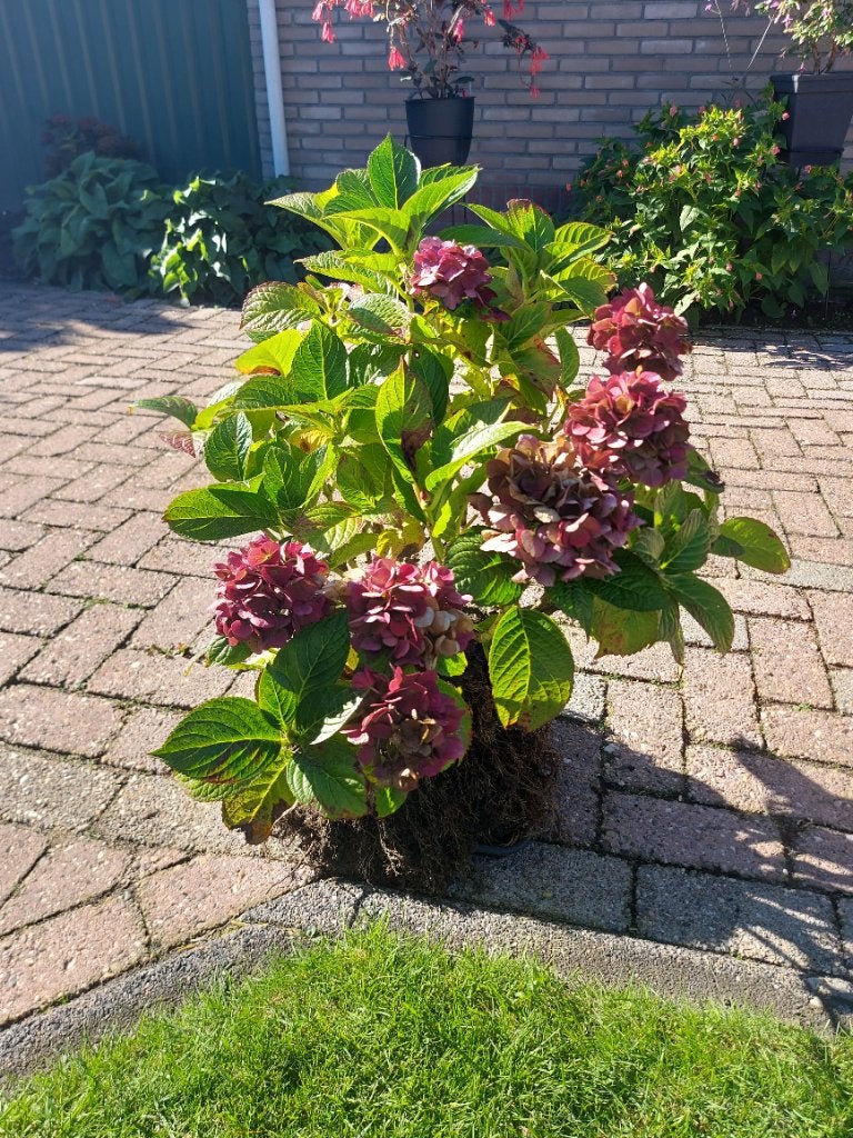 Boeren hortensia, Vaste plant, Halfschaduw, Zomer, Ophalen