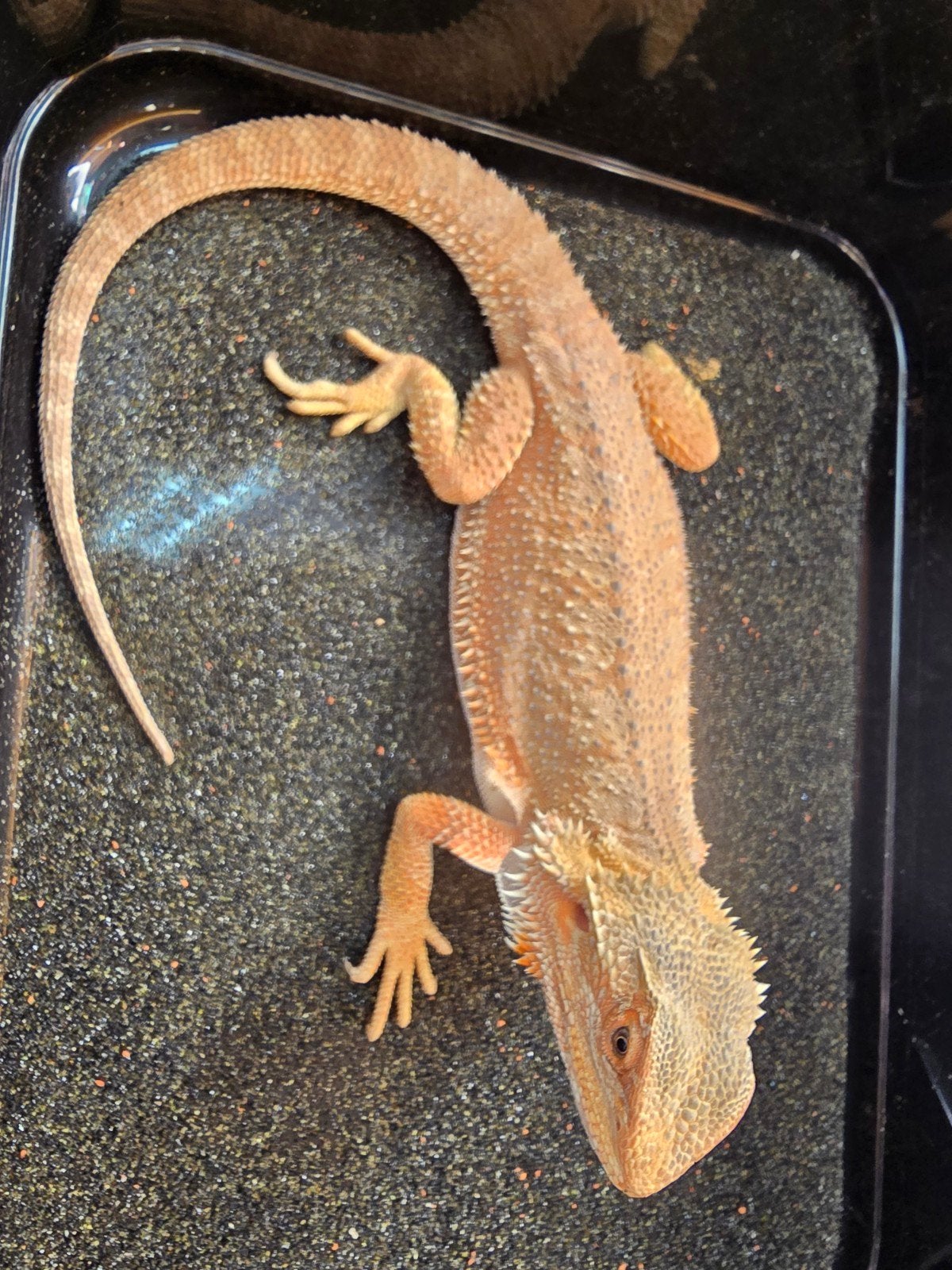 Prachtige vrouwelijke baardagaam (Pogona vitticeps) Bearded Dragon photo 4