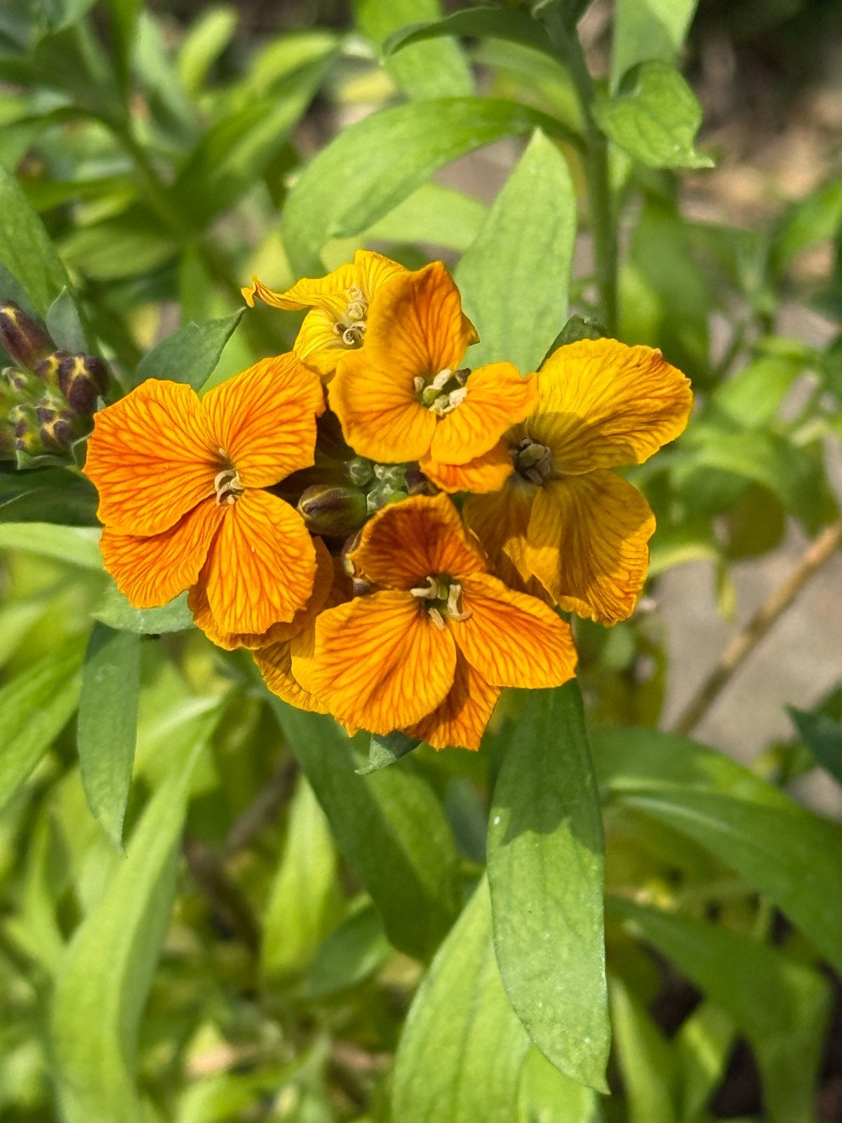 Grote Muurbloem in 1 Liter Pot - Oranje Bloemen, Tuin en Terras, Overige soorten, Volle zon, Vaste plant, Ophalen of Verzenden