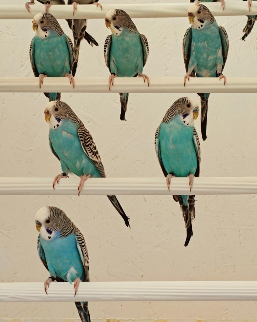 Kleur grasparkieten TT gerichte vogels, Dieren en Toebehoren, Meerdere dieren, Parkiet, Geringd