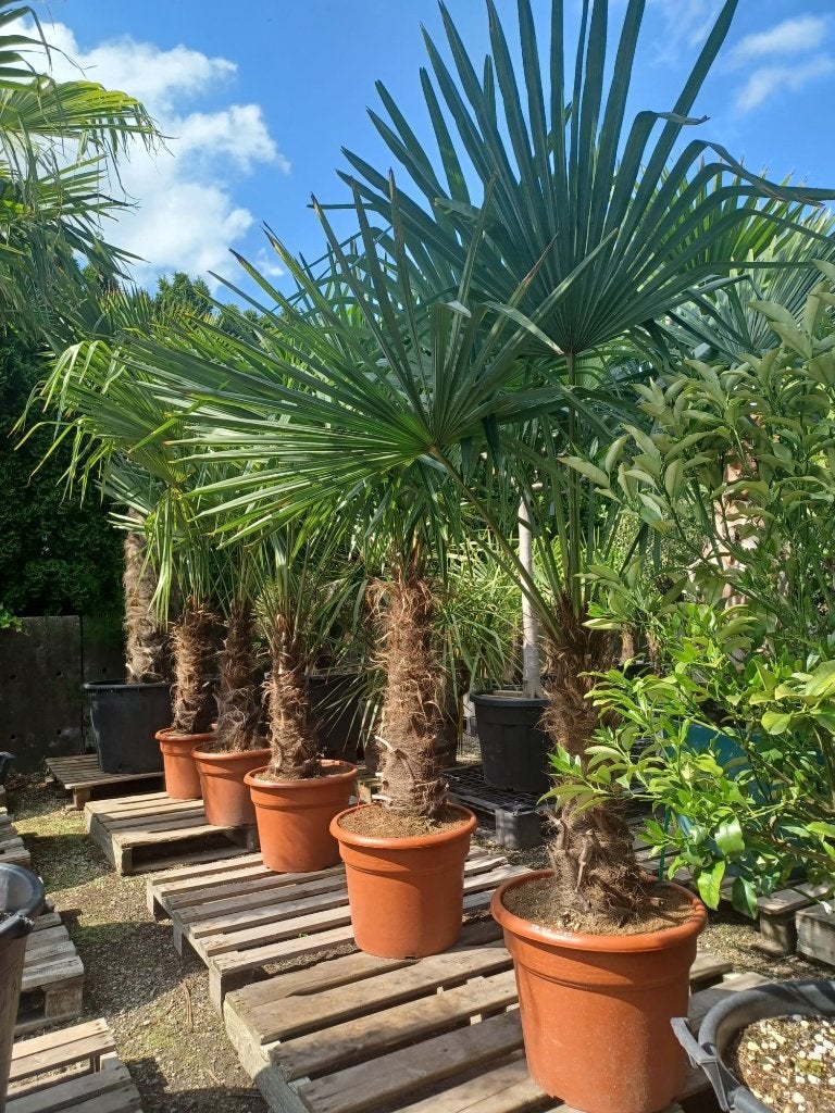Chinese Waaierpalm | Trachycarpus Fortunei | Olivera Garden, Ophalen of Verzenden, 100 tot 250 cm, Zomer, Palmboom
