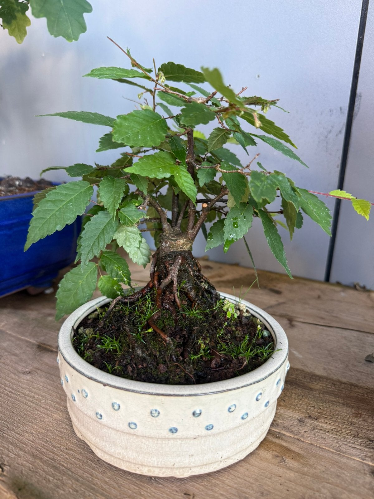 Bonsai Dwerg chinese iep, Bloeit niet, Halfschaduw, Minder dan 100 cm, Overige soorten