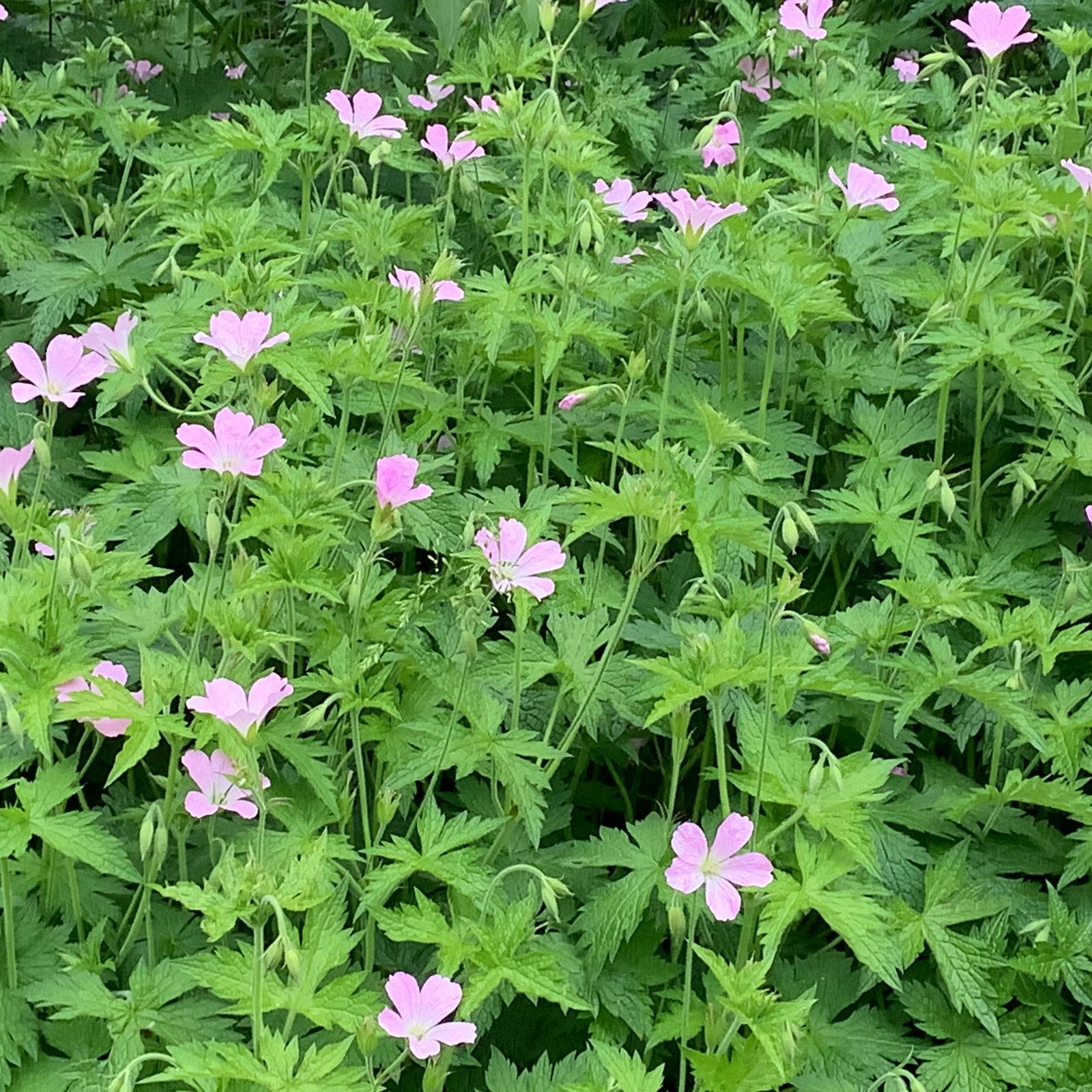 Geranium, Ophalen, Minder dan 100 cm
