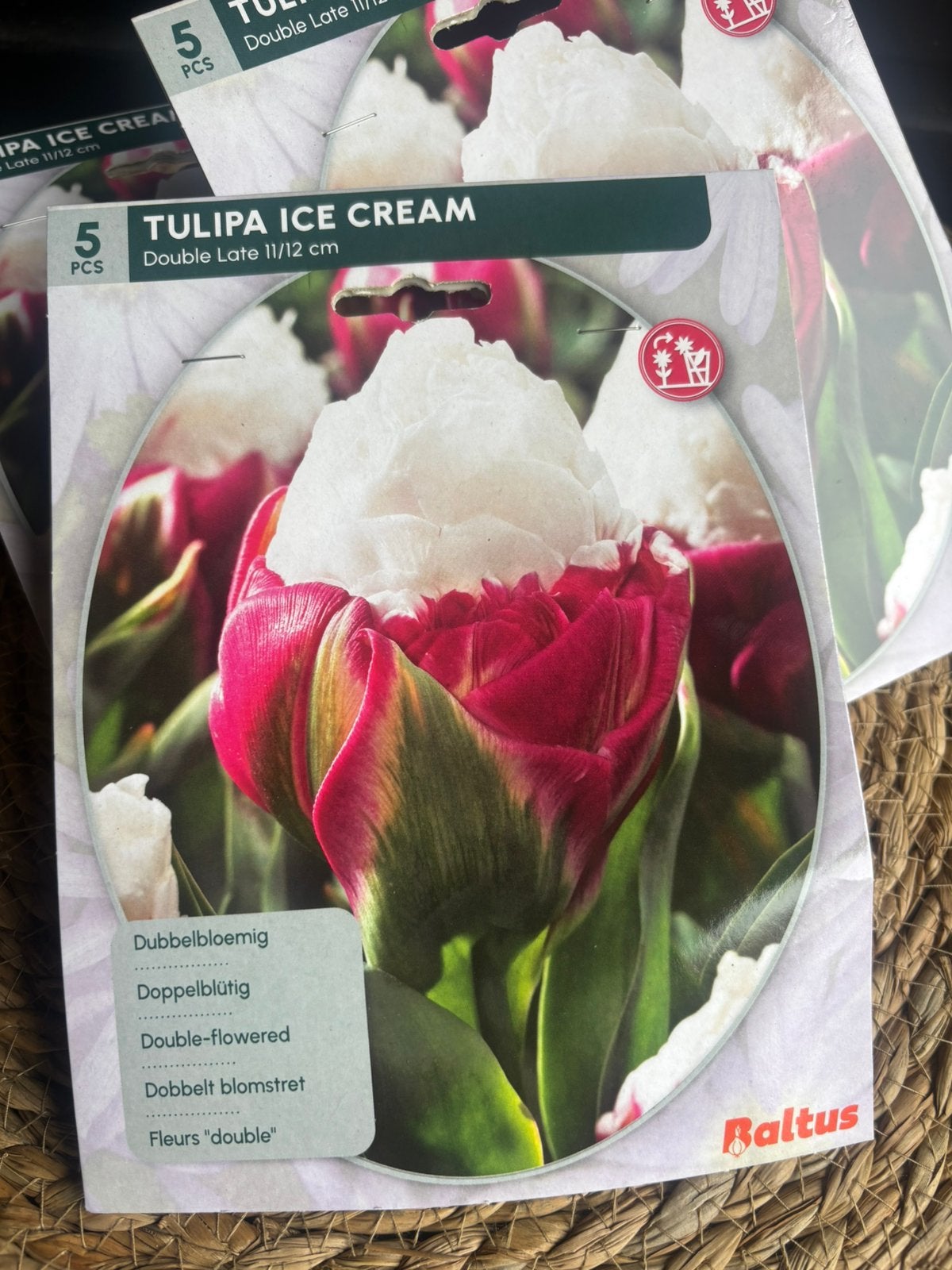 Tulpenbollen, Ophalen of Verzenden, Volle zon