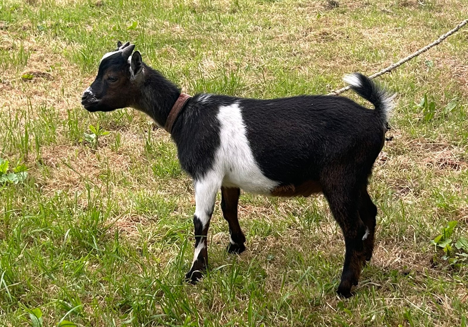 Mooi tam bokje, Dieren en Toebehoren, Schapen, Geiten en Varkens, Mannelijk, Geit