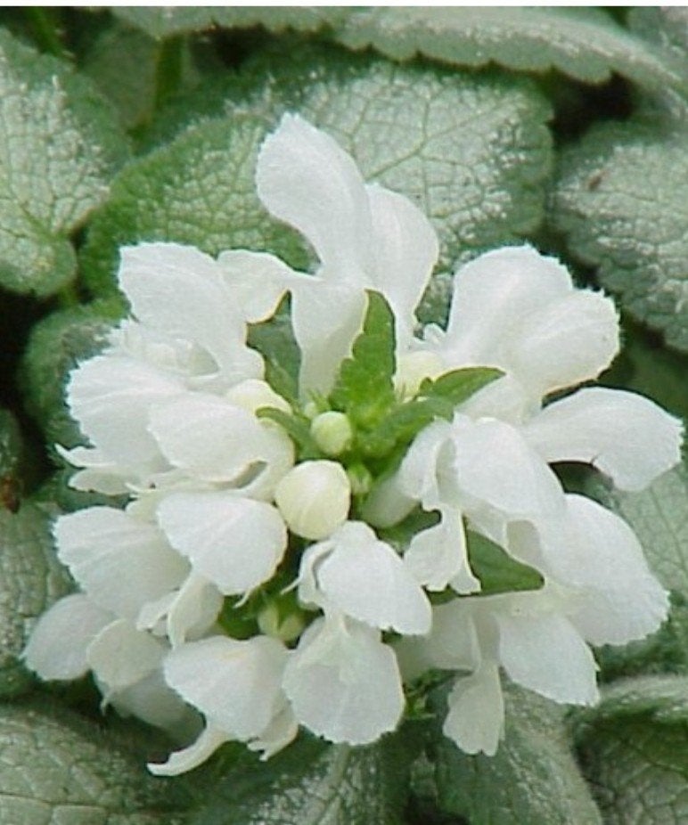 Lamium 'White Nancy' in P9 - 120 stuks op voorraad, Bodembedekkers, Vaste plant, Ophalen of Verzenden, Halfschaduw