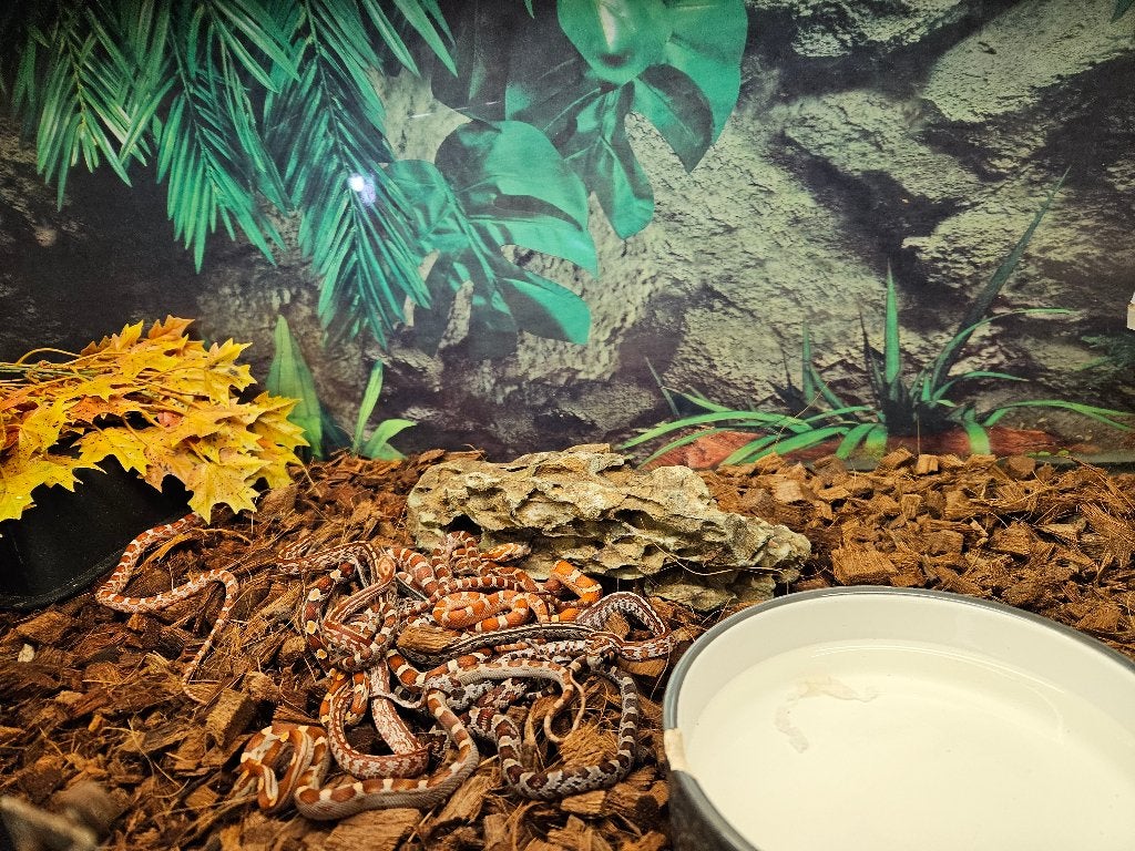 Pantherophis Guttatus Rattenslang Korenslang Corn Snake photo 6