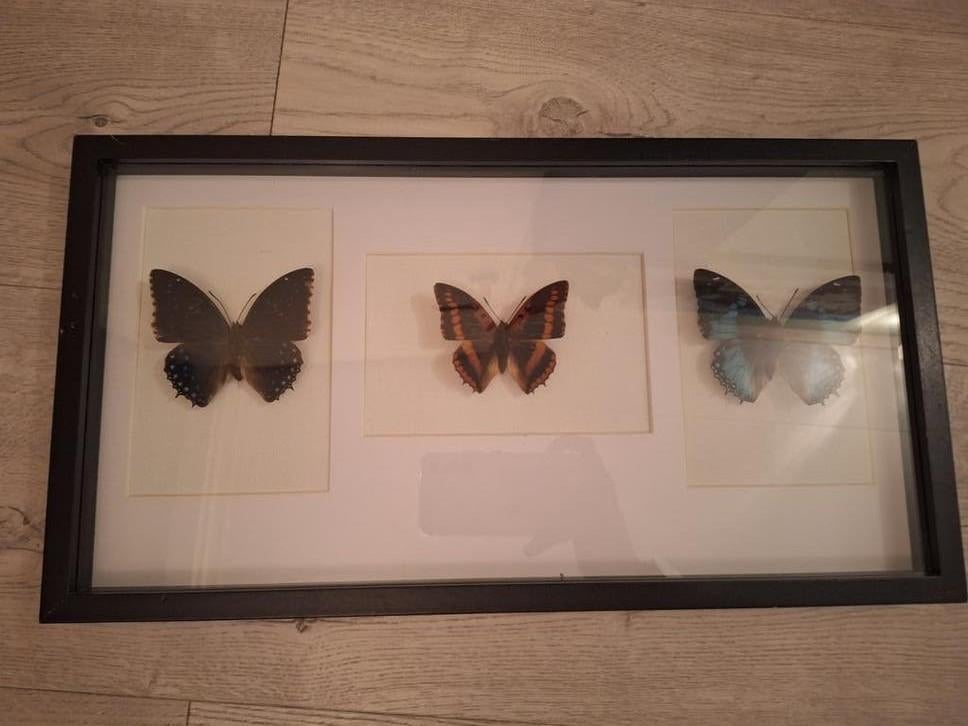 Opgezette vlinders in lijst. Charaxes., Ophalen of Verzenden, Nieuw, Insect, Opgezet dier