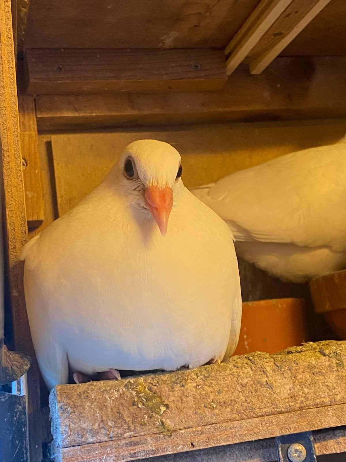 Meerdere jonge postduifjes zoeken een gouden nestje !!, Meerdere dieren, Postduif