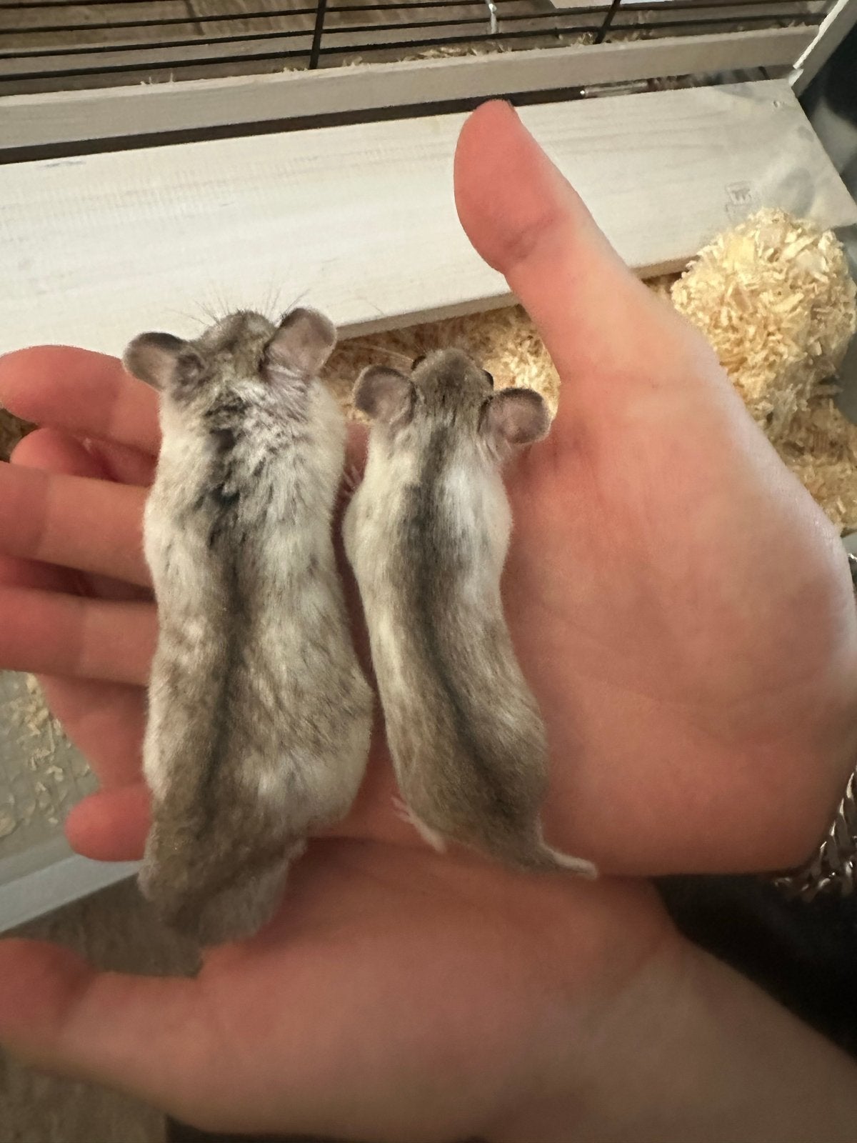 Dwerg hamsters, Dieren en Toebehoren, Hamster, Juni, Meerdere dieren, Tam
