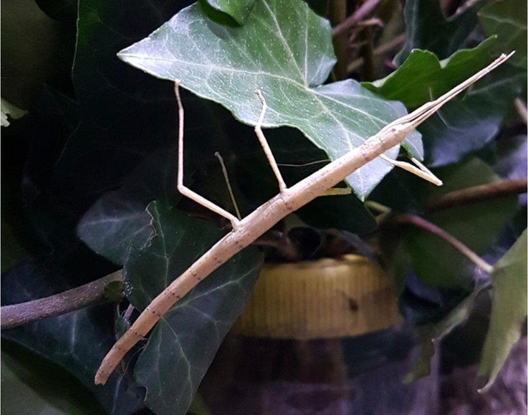 5 volwassen Indische wandelende takken, Dieren en Toebehoren, Insecten en Spinnen, Wandelende tak