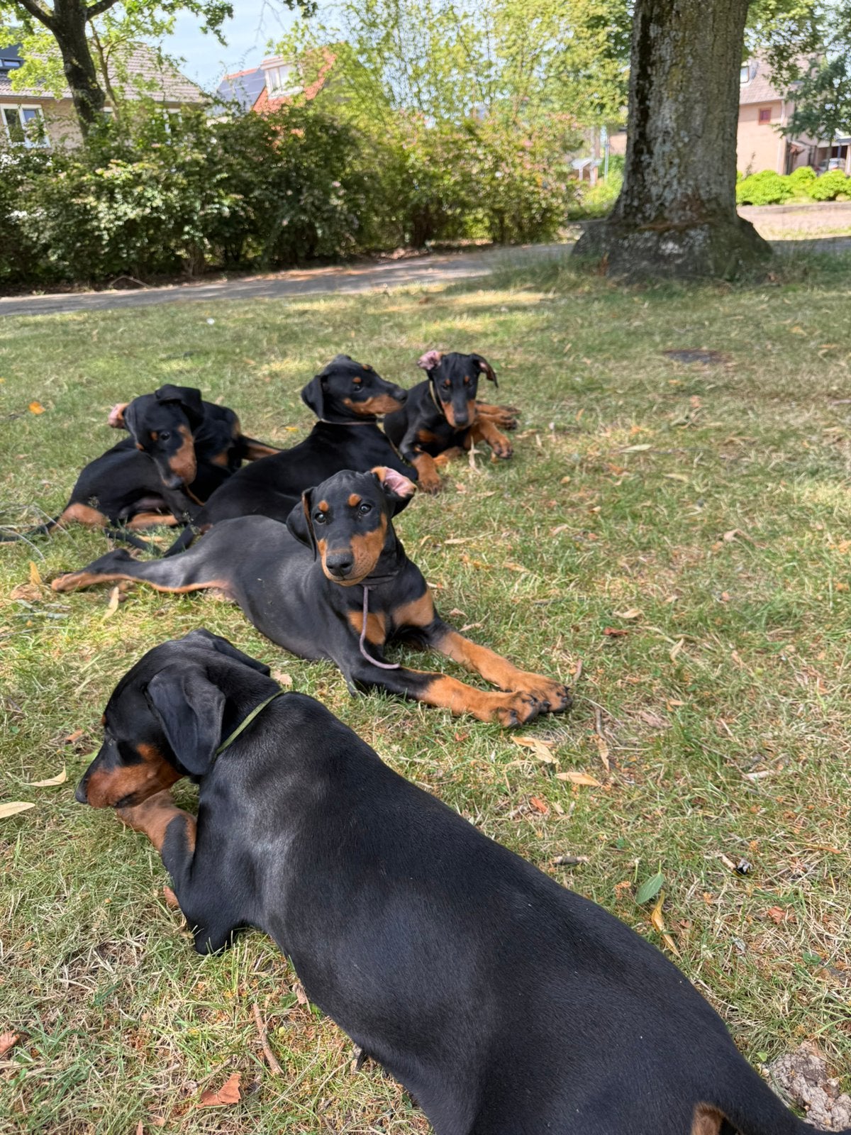 4 prachtige Dobermann pups mogen de nest verlaten, Parvo, Overige rassen, 8 tot 15 weken, Meerdere