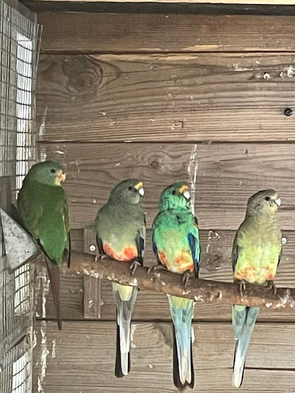 1-0 veelkleuren parkiet, Dieren en Toebehoren, Mannelijk, Parkiet