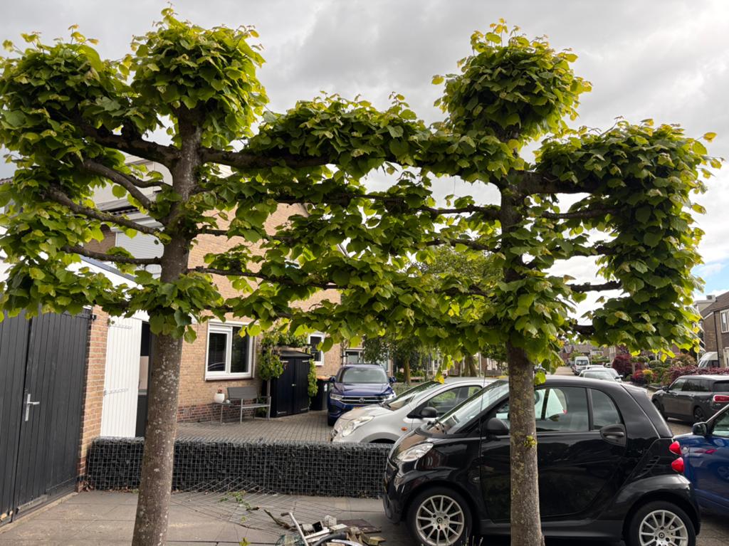 Leilinde’s, Tuin en Terras, Planten | Bomen, Ophalen of Verzenden, Volle zon, Overige soorten, 100 tot 250 cm