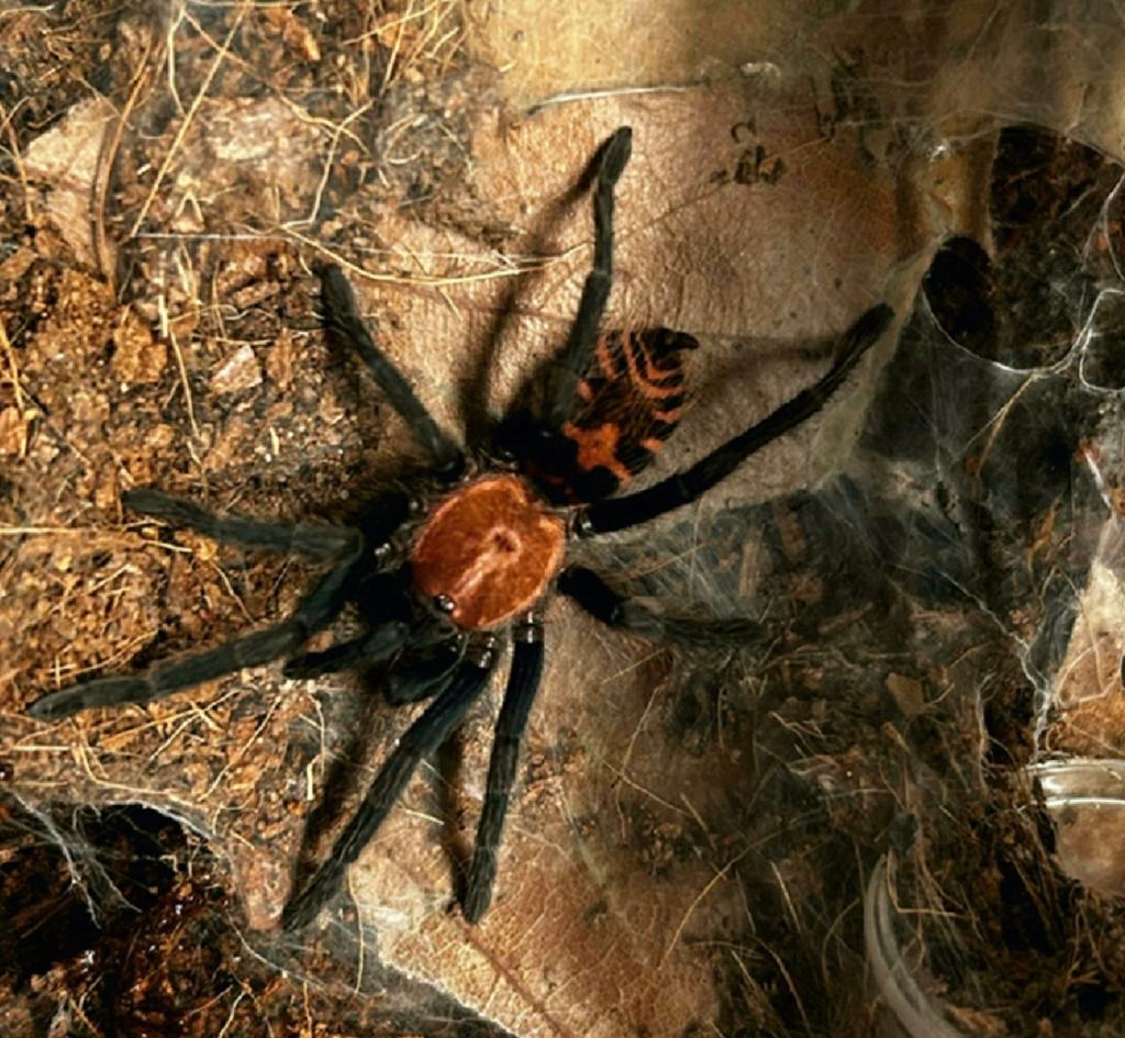 Davus Pentaloris vrouw, Dieren en Toebehoren, Insecten en Spinnen, Spin of Schorpioen