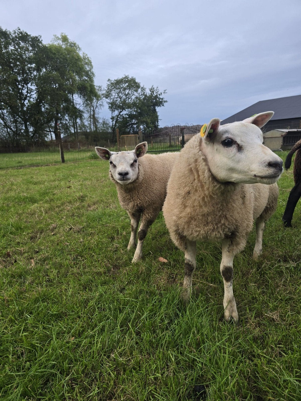 lam rammen, Meerdere dieren, Schaap