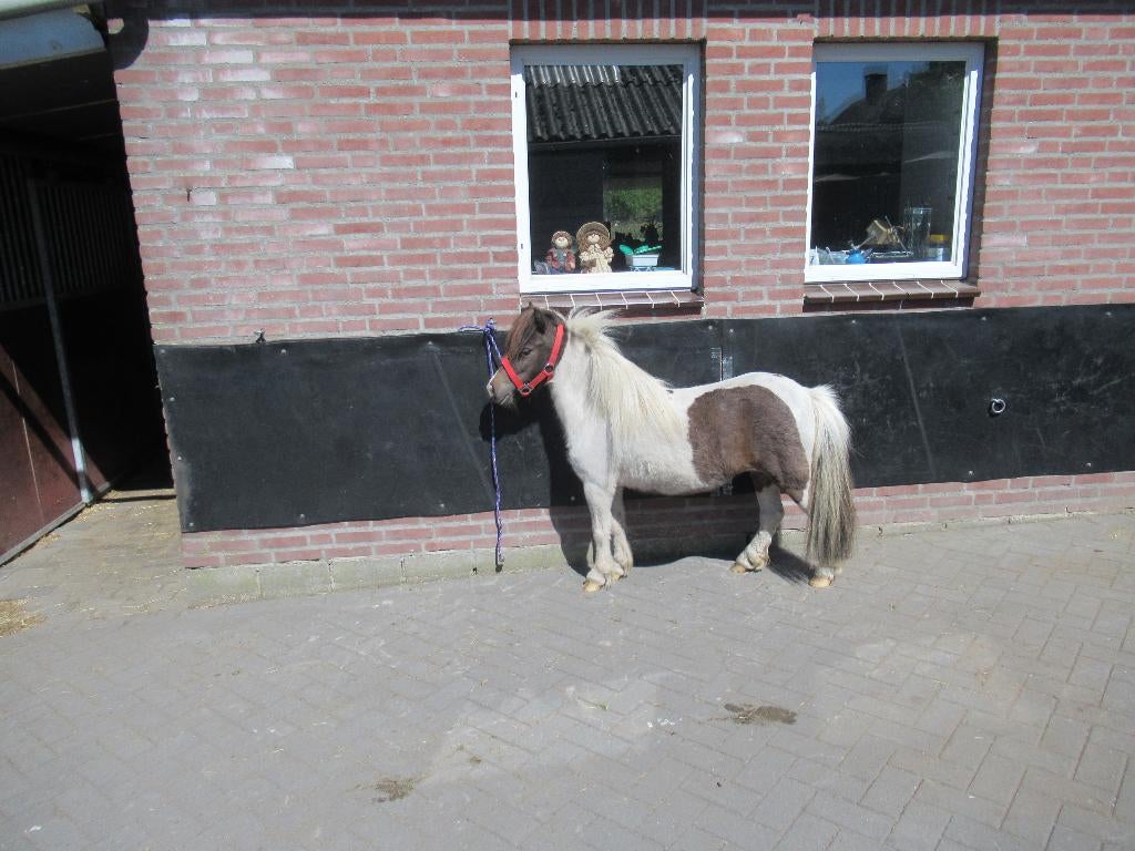 super brave  merrie, Merrie, Dressuurpony, Gechipt, 3 tot 6 jaar