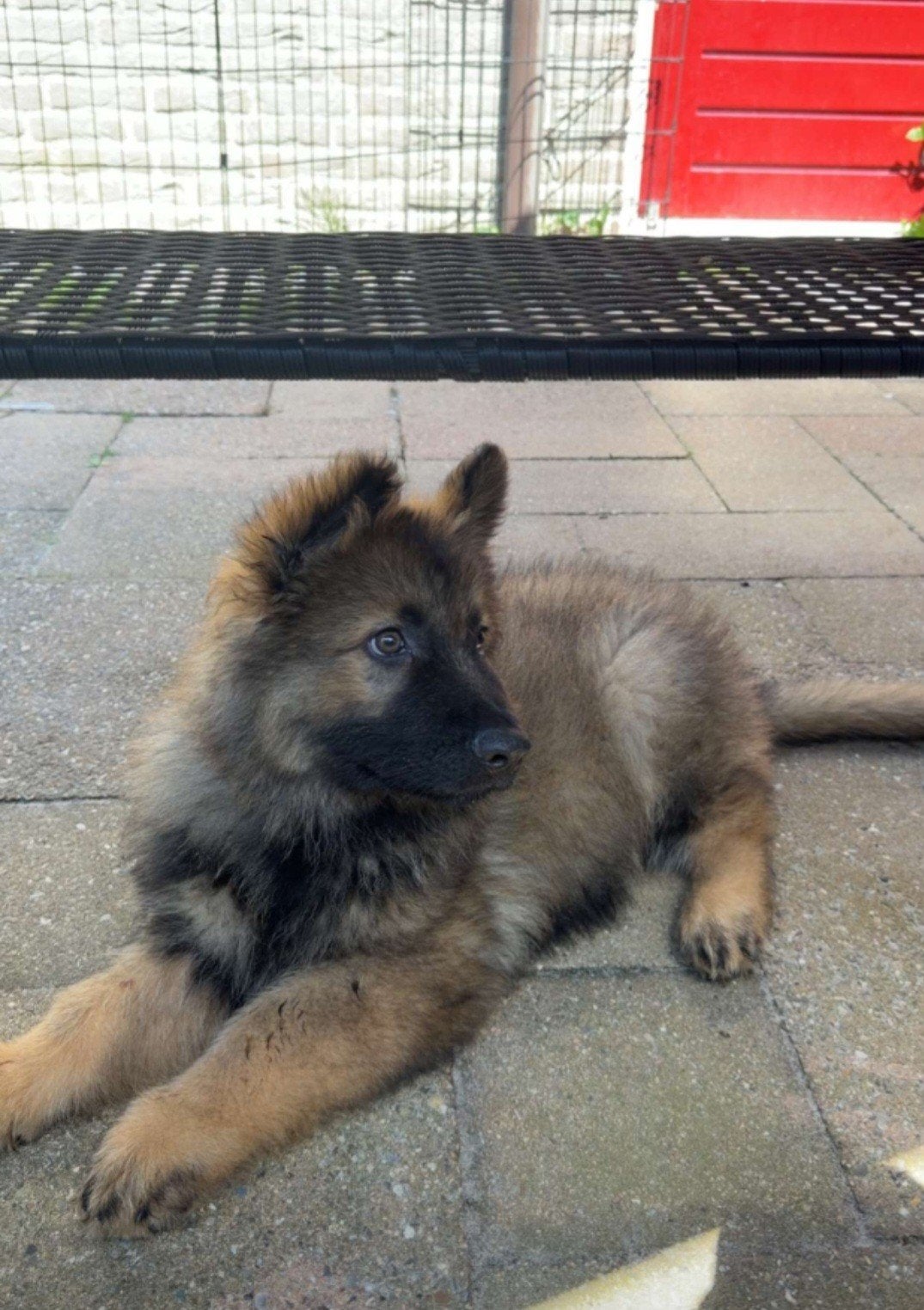 Duitse Herder met stamboom uit werklijn rechte rug, Dieren en Toebehoren, Reu, 8 tot 15 weken, Parvo, Eén hond