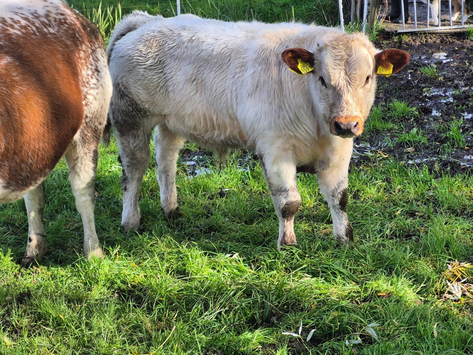 luxe stier, Dieren en Toebehoren, Mannelijk, 0 tot 2 jaar