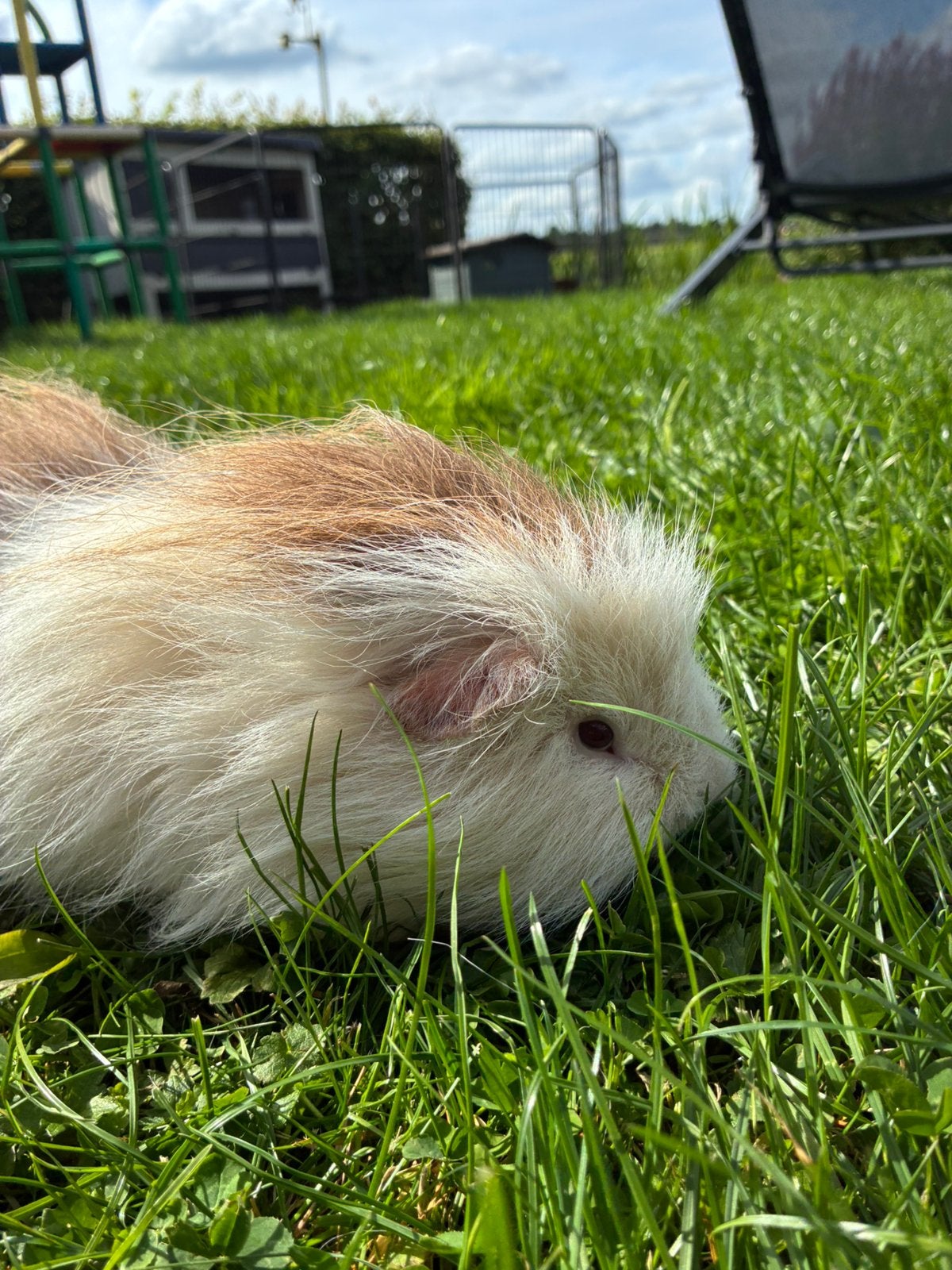 CH teddy cavia beer, Cavia, Juni, Mannelijk, Tam