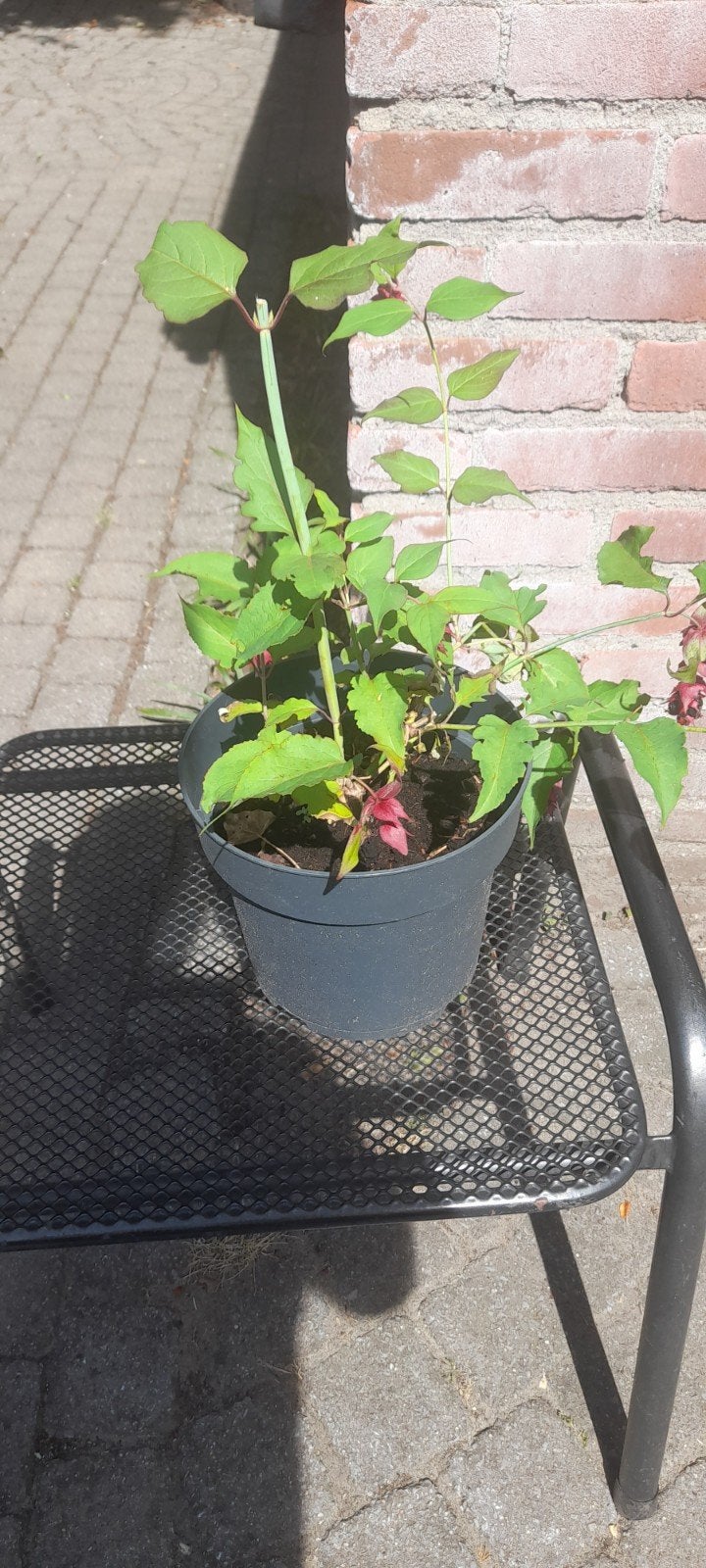 ganzenbes lijcensteria, Tuin en Terras, Planten | Tuinplanten, Ophalen, Vaste plant, Halfschaduw, Klimplanten