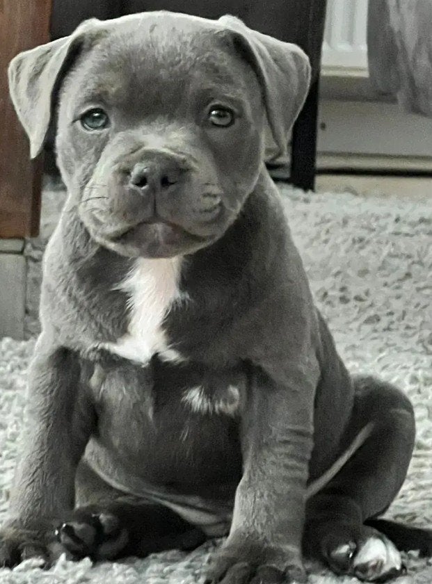 Engelse Stafford pup teef GEZOCHT, 8 tot 15 weken, Teef, Bulldog, Eén hond