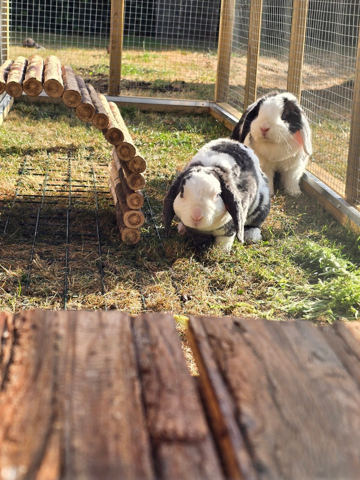 ontzettend lief en tam nhd/ rex hangoordwerg koppel, Dieren en Toebehoren, Konijnen, Meerdere dieren, Dwerg, Hangoor, 3 tot 5 jaar