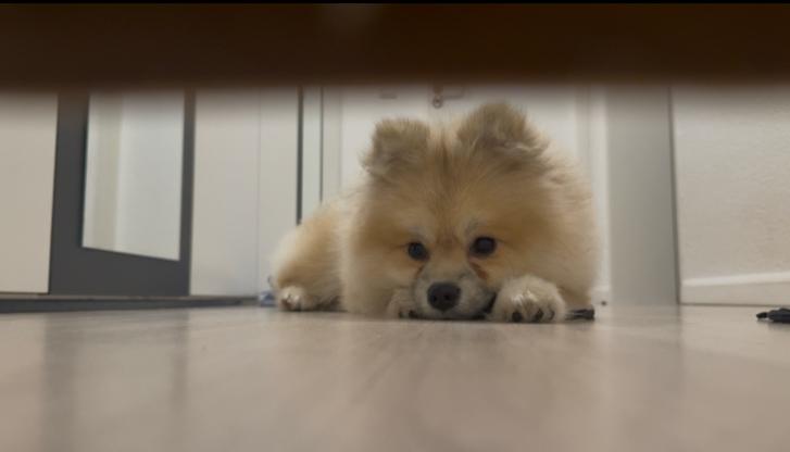 Pomsky 8 Maand Pablo zoekt een nieuw huis - Zie omschrijving, Dieren en Toebehoren, Keeshond, Rabiës (hondsdolheid), 15 weken tot 1 jaar