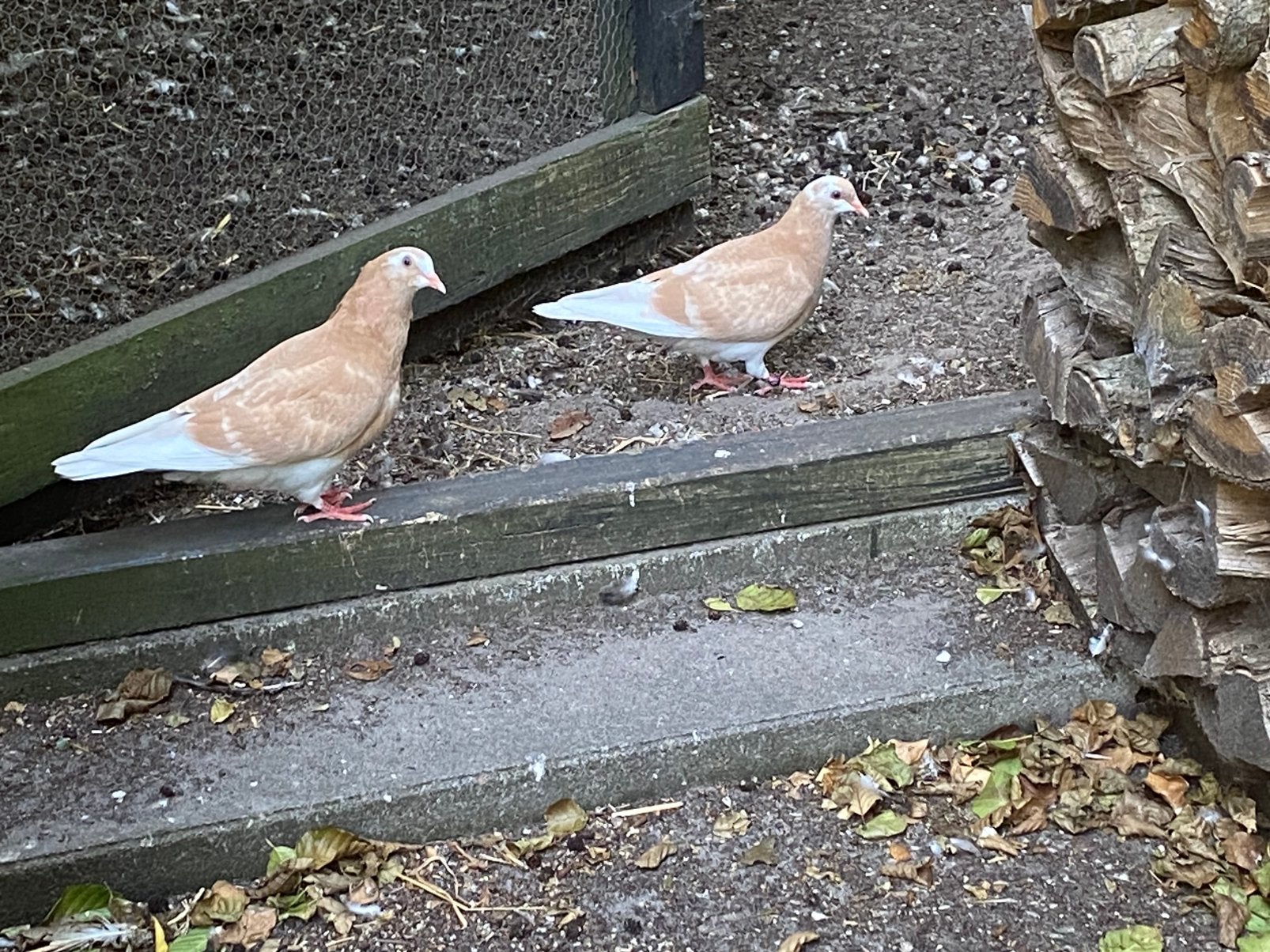 Duiven, Meerdere dieren