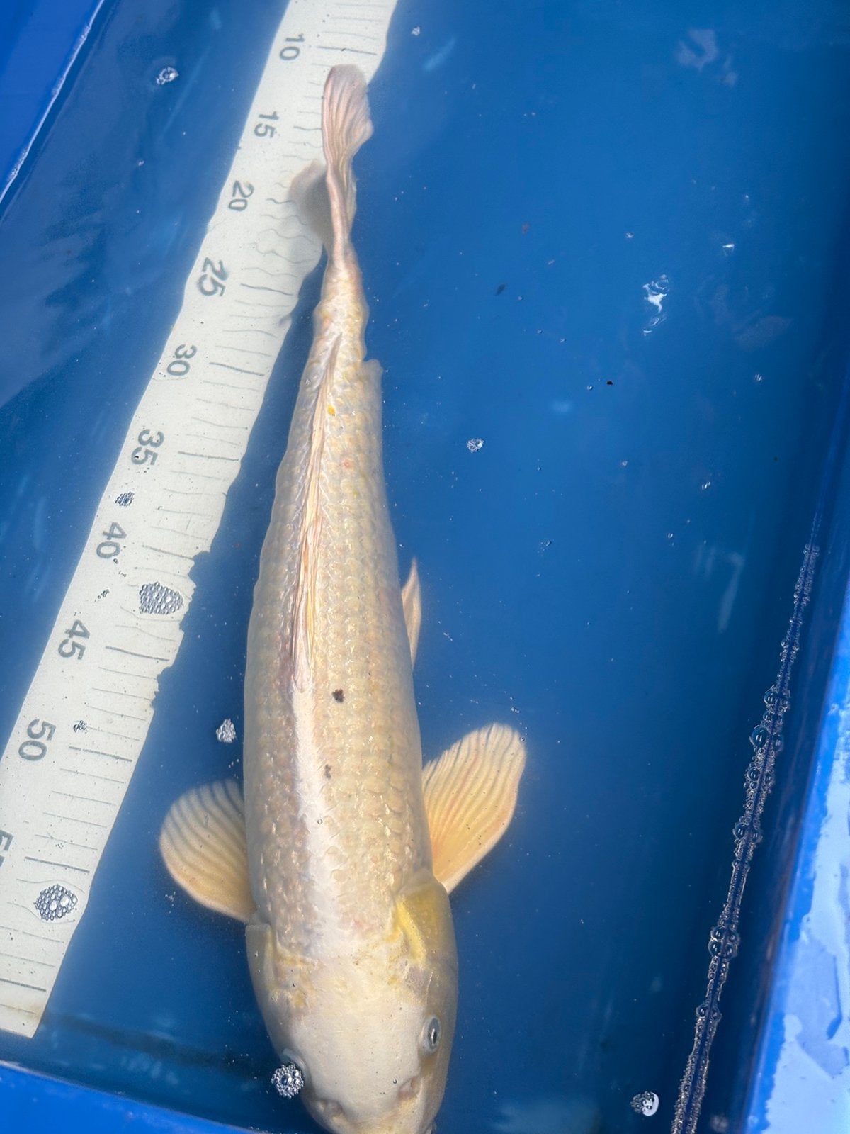 50 cm koi, Karper of Koi