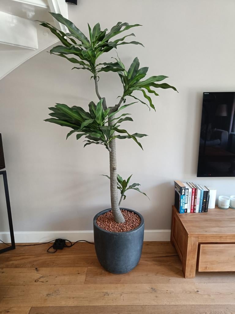 Kunstplant/ kunstboom (groot) Yucca (Palmlelie), Ophalen, Zo goed als nieuw