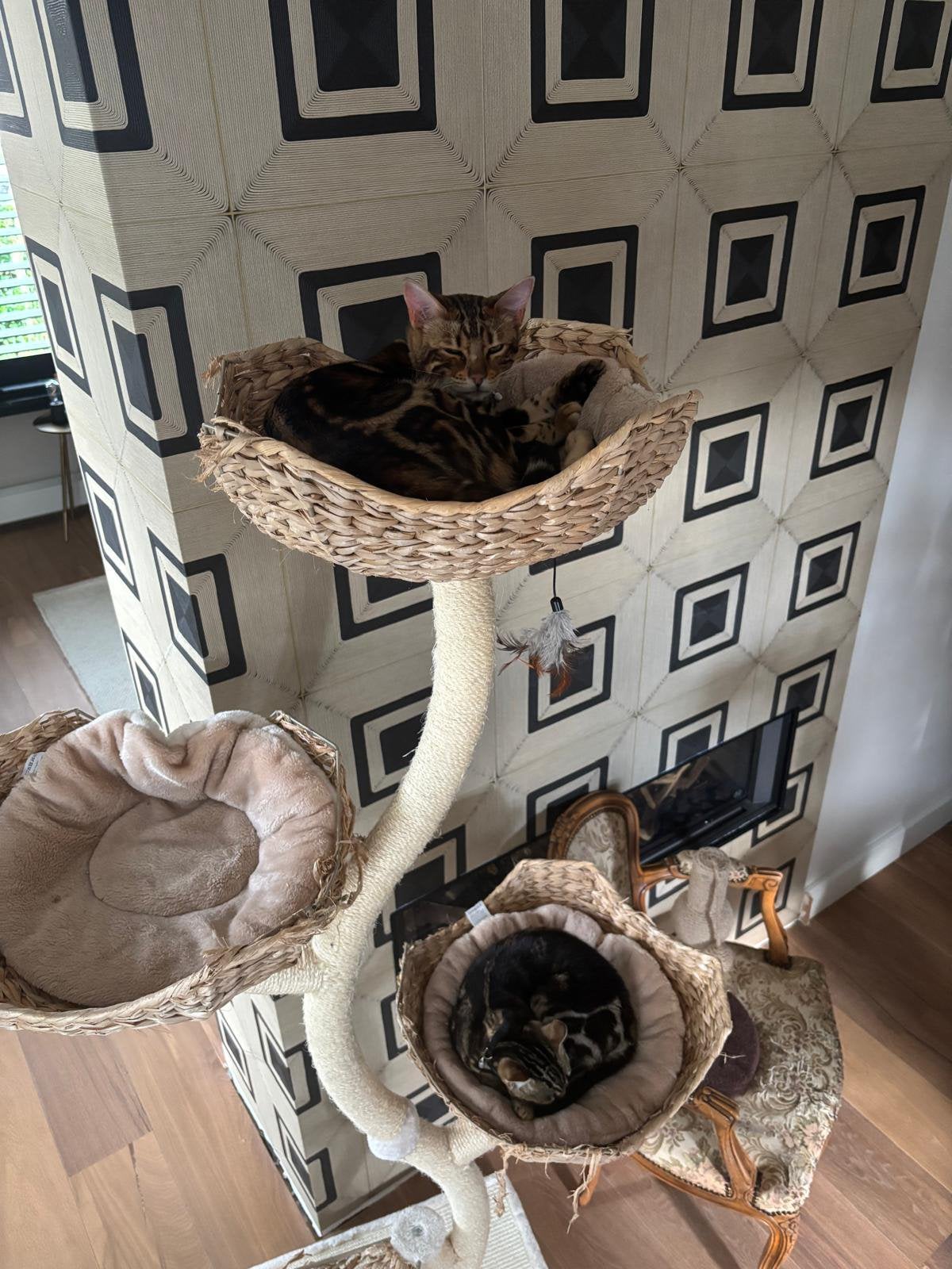 Twee lieve Bengaalse katten (9 mmd), Dieren en Toebehoren, Poes, Ontwormd