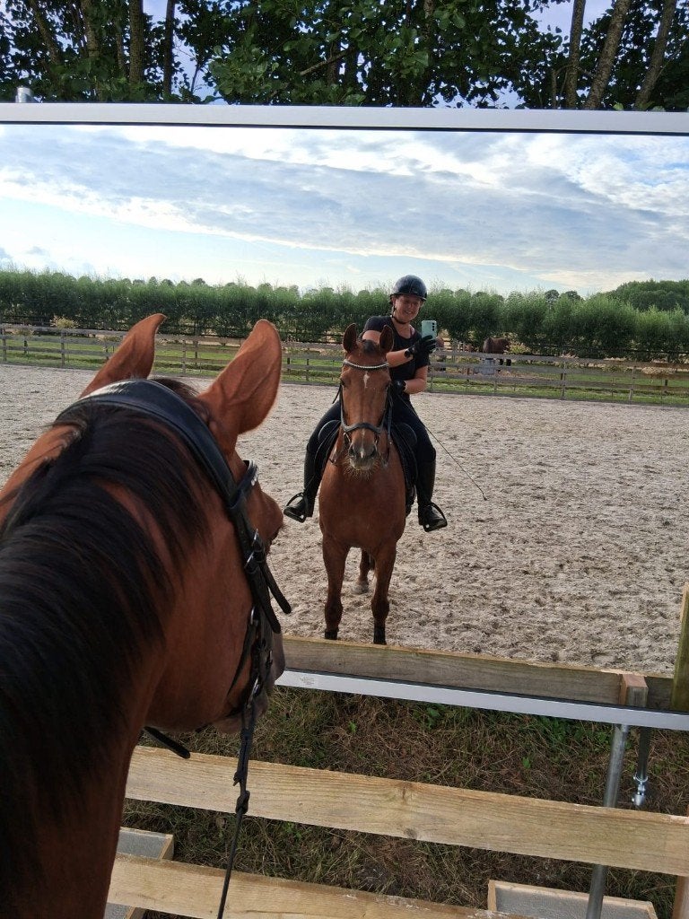 Lieve merrie, weidemaatje of bosritjes, Merrie, Met stamboom, Niet van toepassing, 3 tot 6 jaar