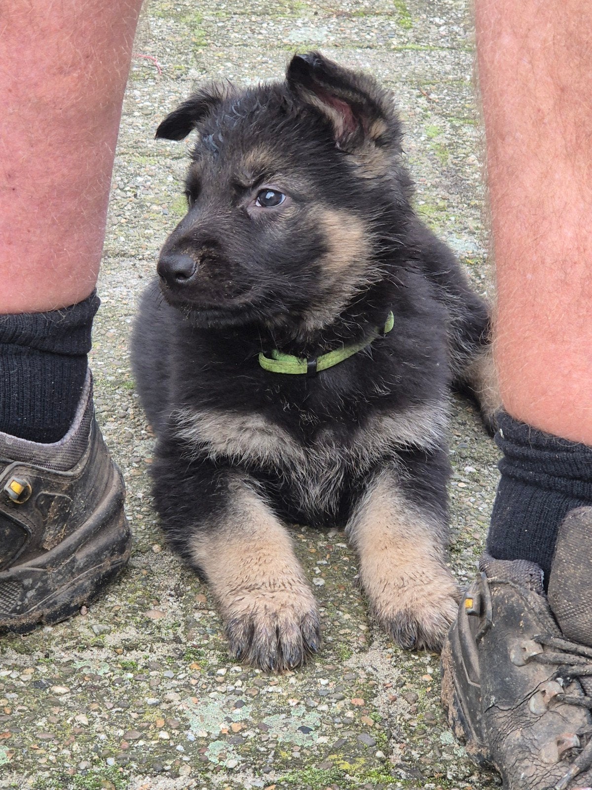duitse herder pups, 8 tot 15 weken, CDV (hondenziekte), Meerdere, Meerdere dieren