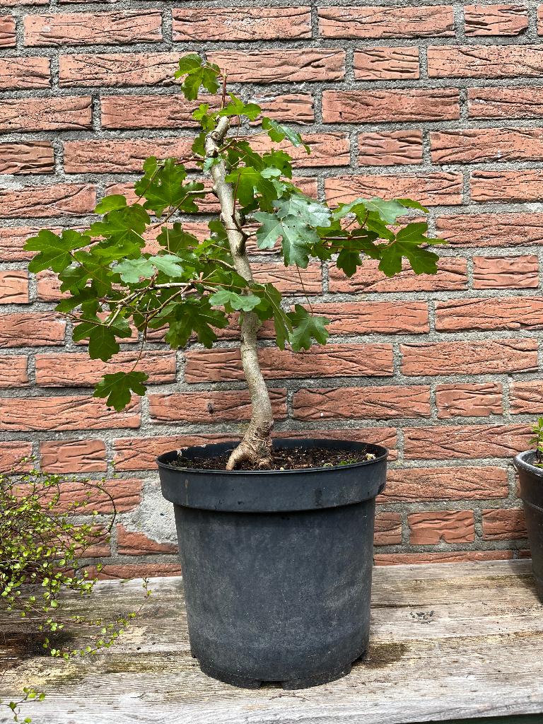 Bonsai starter, Acer campestre, Ophalen, Bloeit niet, Overige soorten, Halfschaduw