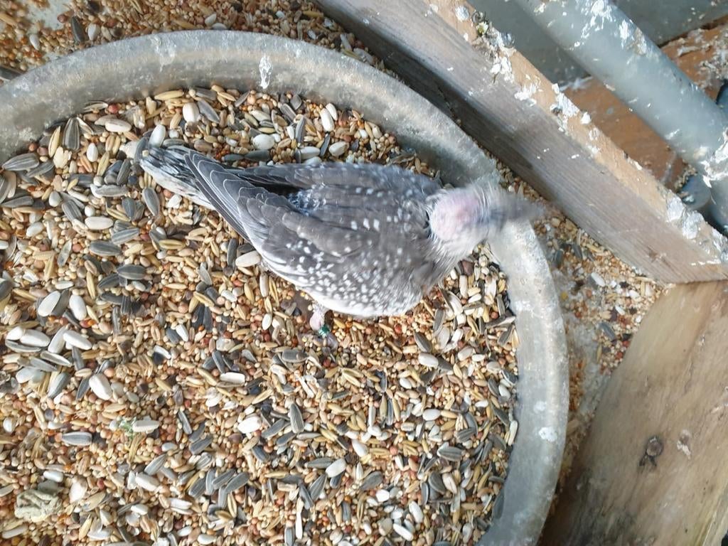 Te koop jonge valkparkiet, Dieren en Toebehoren, Geslacht onbekend, Parkiet, Tam