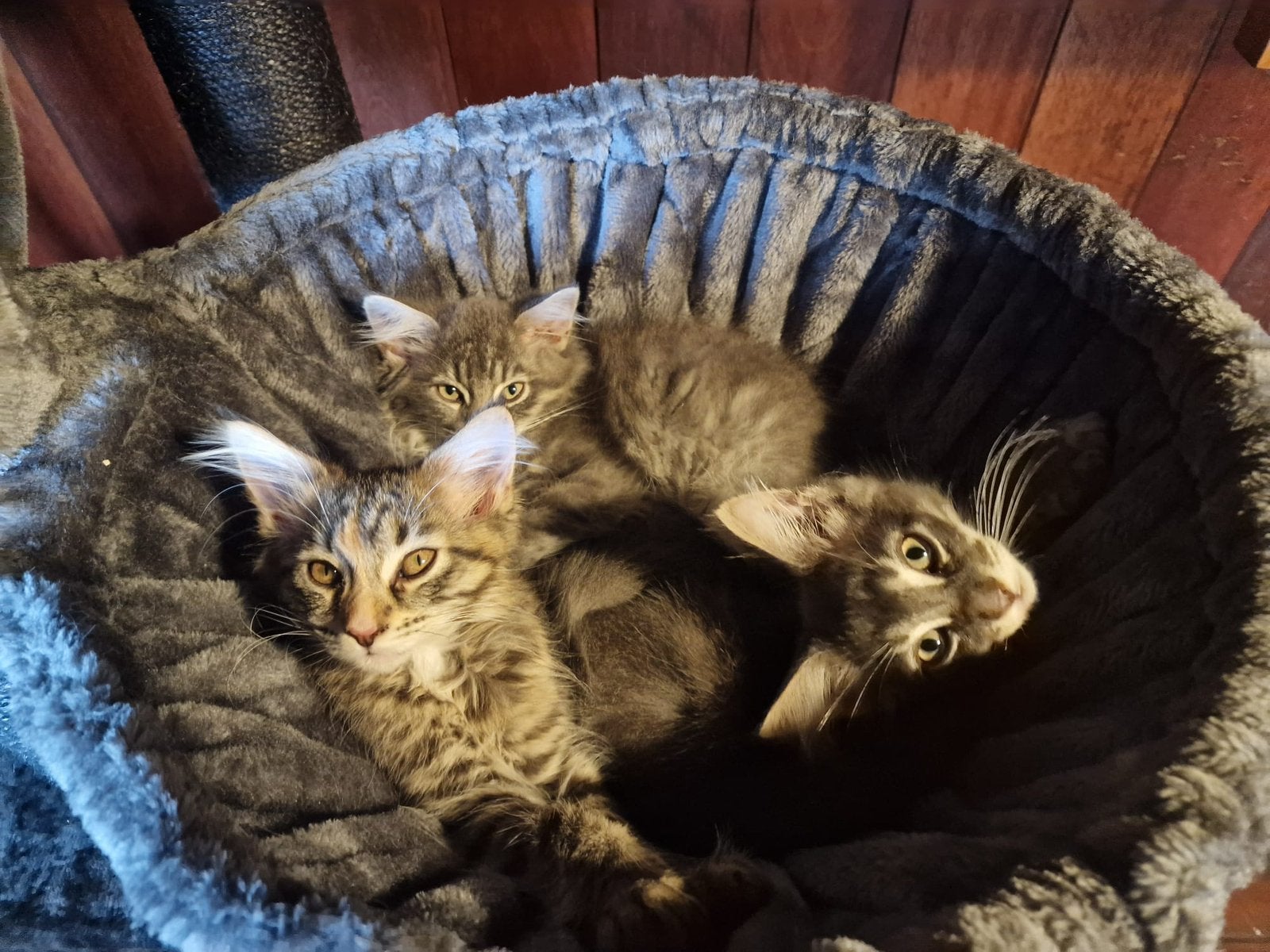 Maincoon kittens te koop, Dieren en Toebehoren, Meerdere dieren, Gechipt