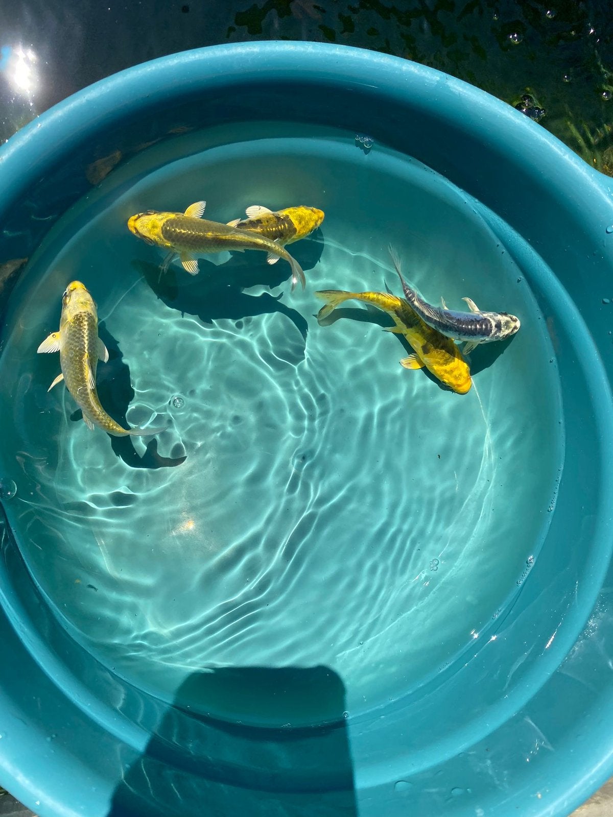 Koi karpers, Karper of Koi
